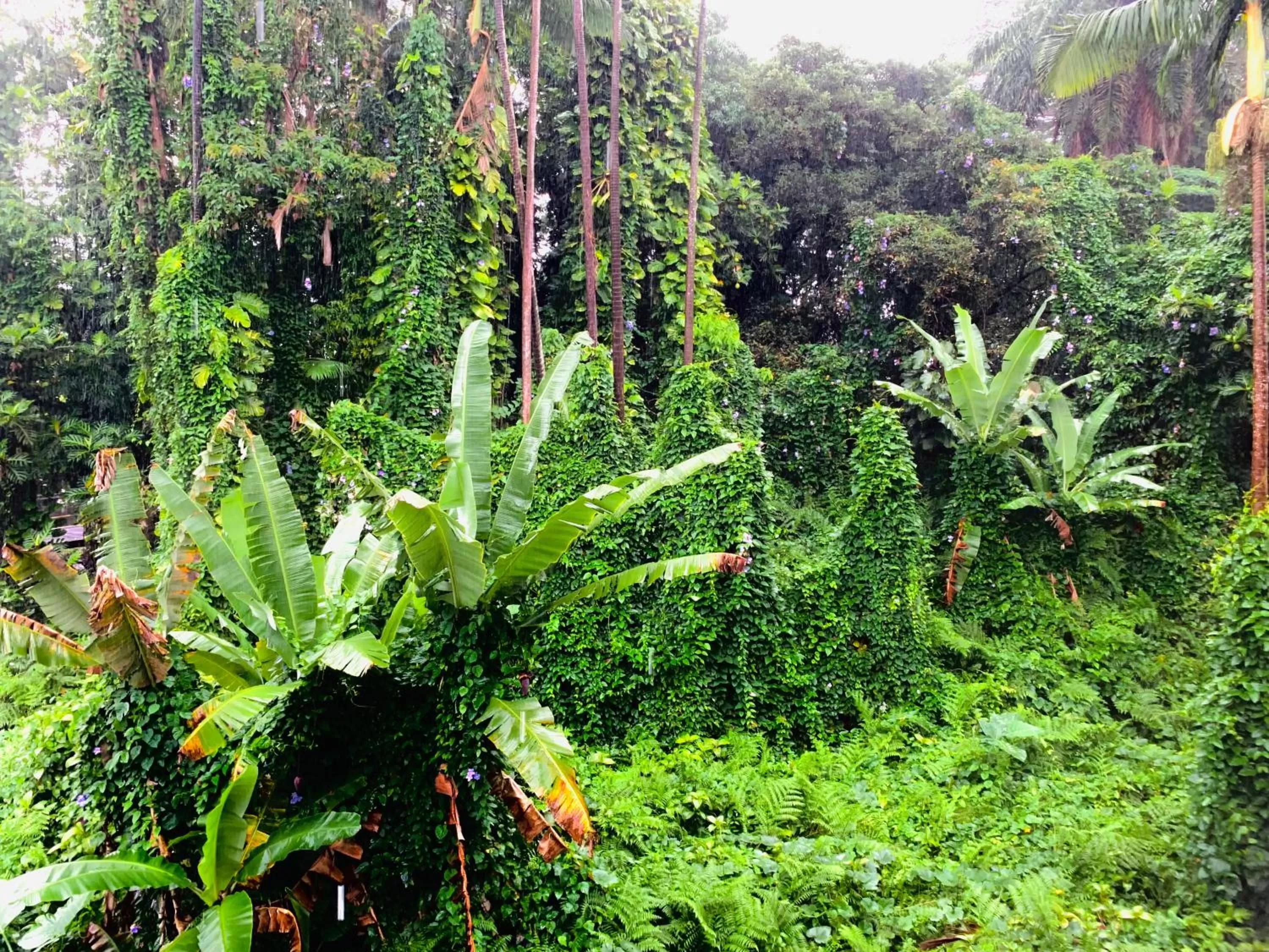 Garden in Wild Ginger Hotel