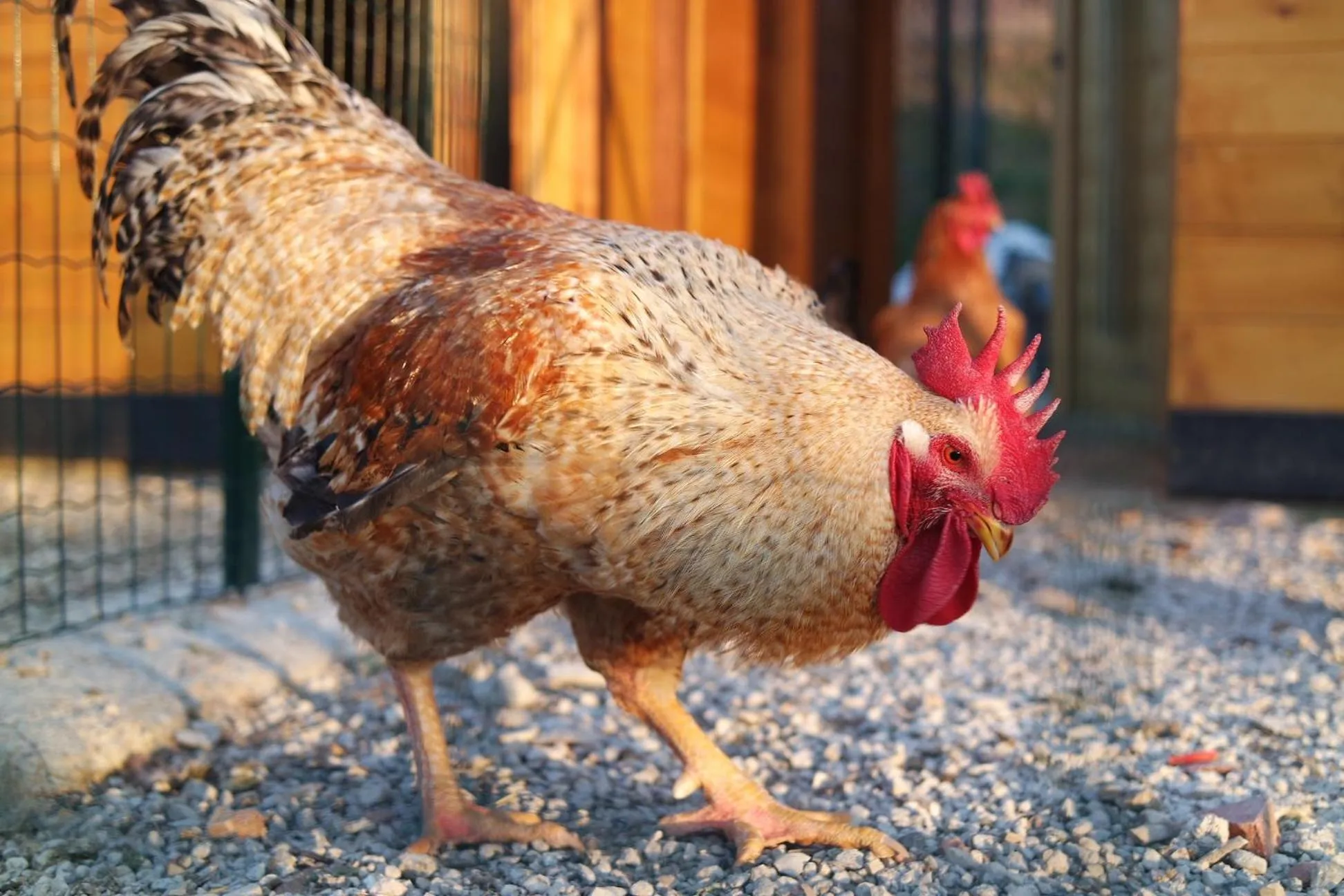 Animals in Fracanzana Hotel