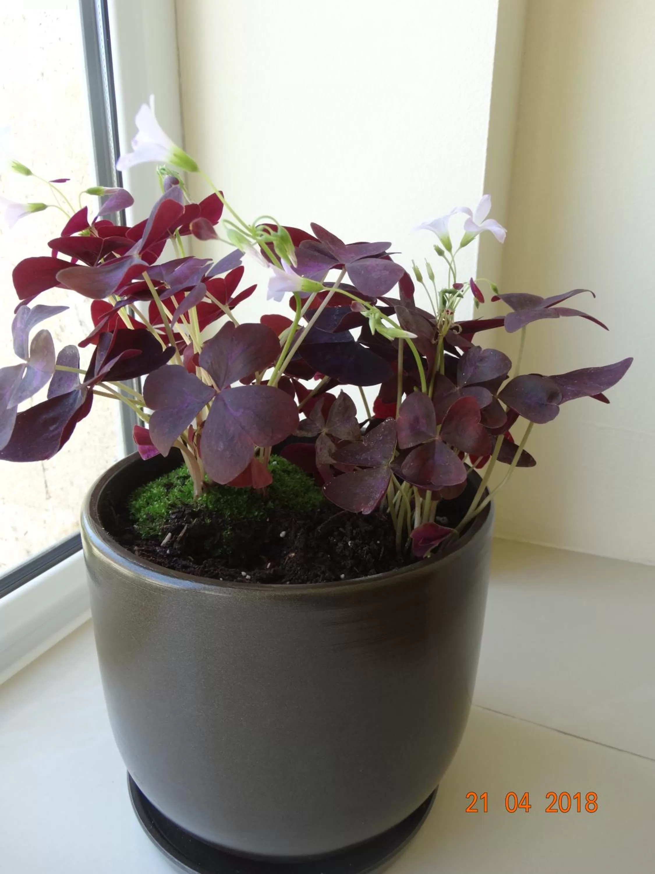 Garden in Hotel Lago Peshtera