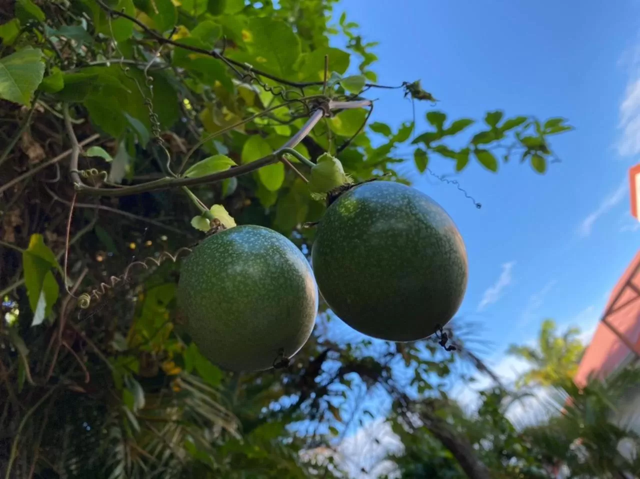 Villa Cajou (Chambre d'hôtes chez l'habitant)