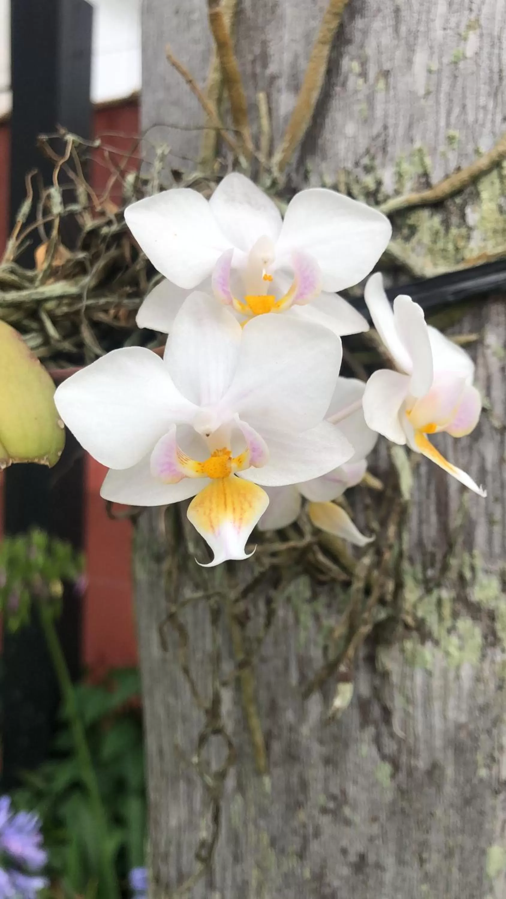 Garden in Janela de Marcia Bed and Breakfast