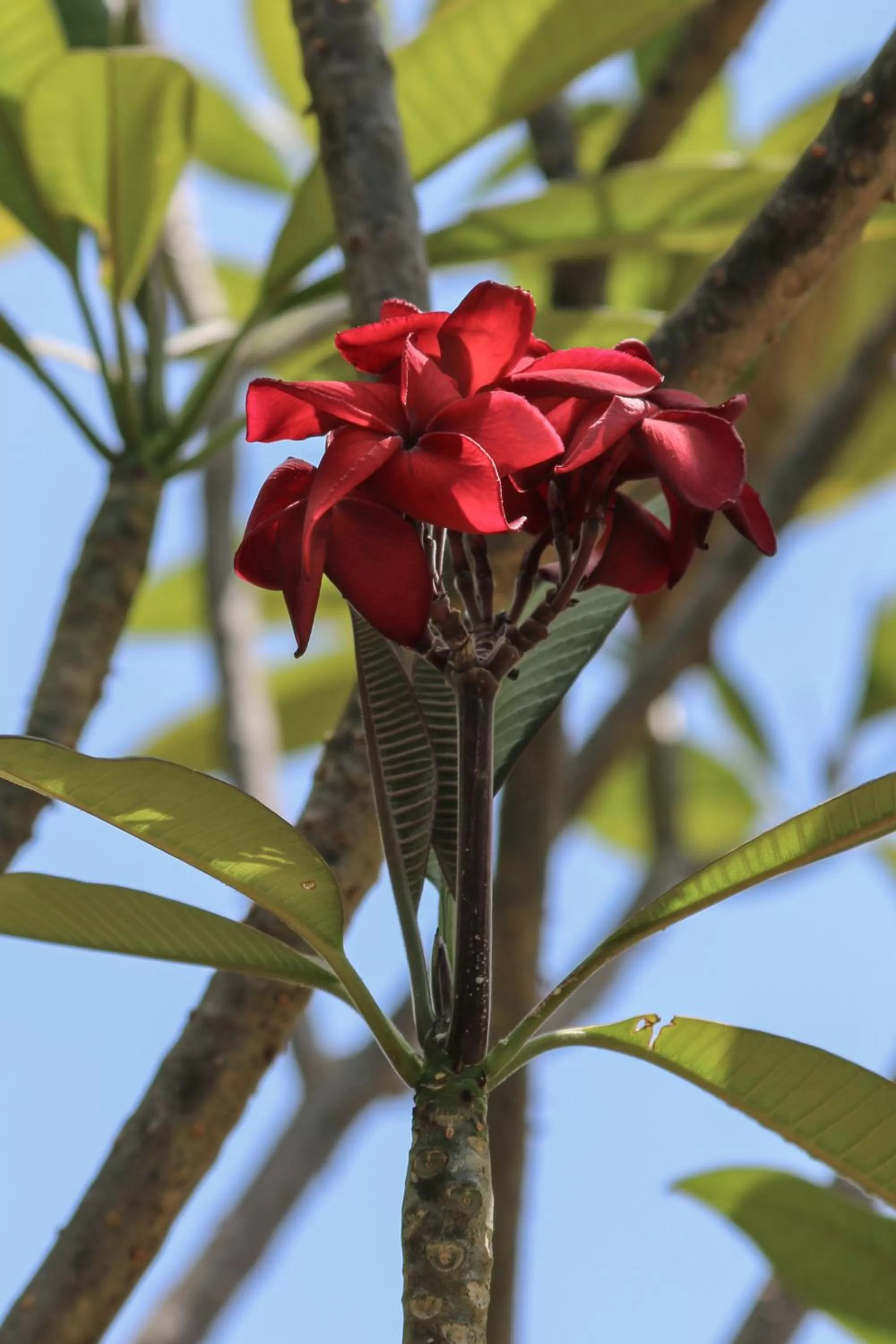Garden in Hotel Marielos