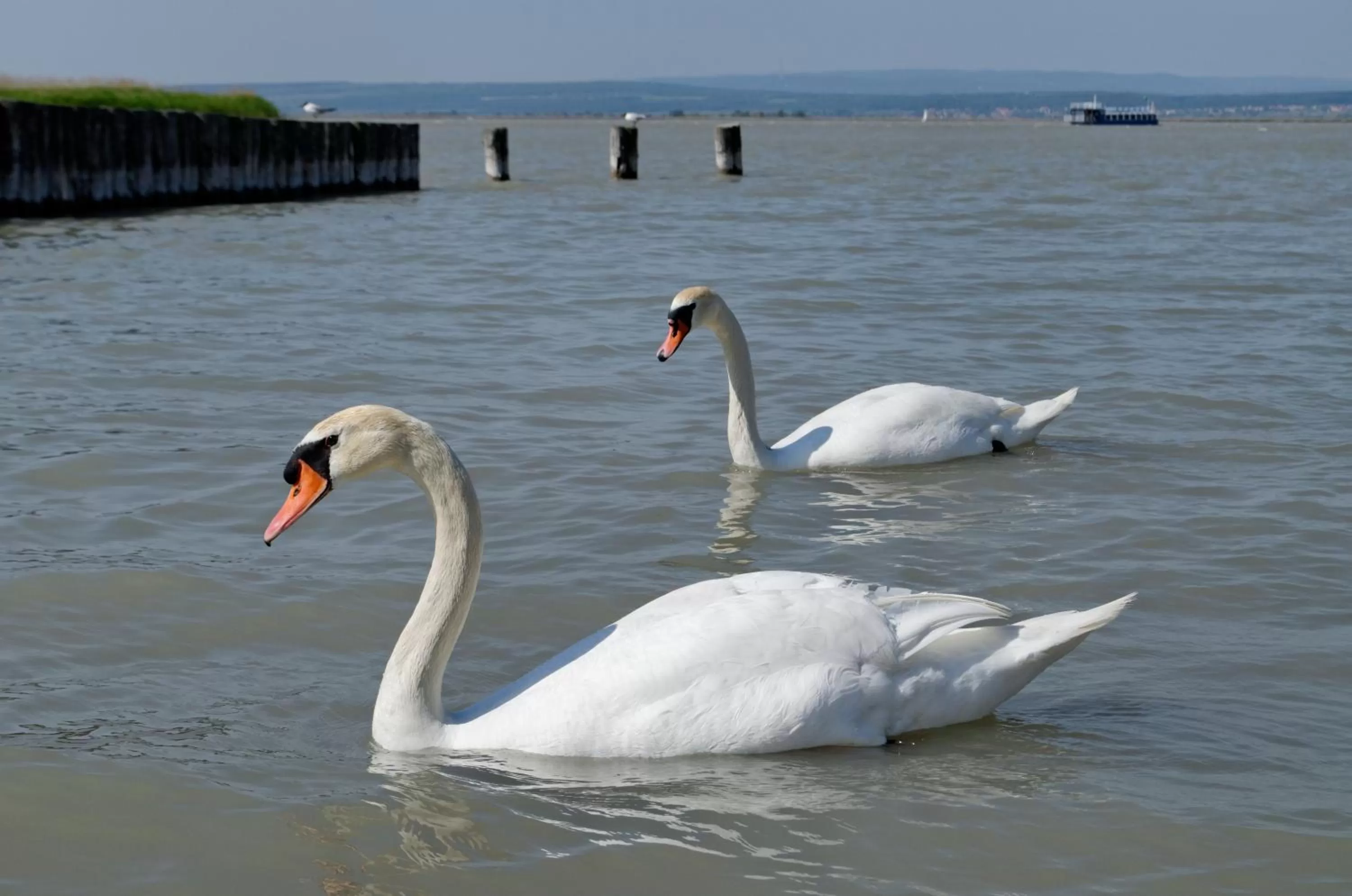 Area and facilities, Other Animals in Hotel Nationalpark