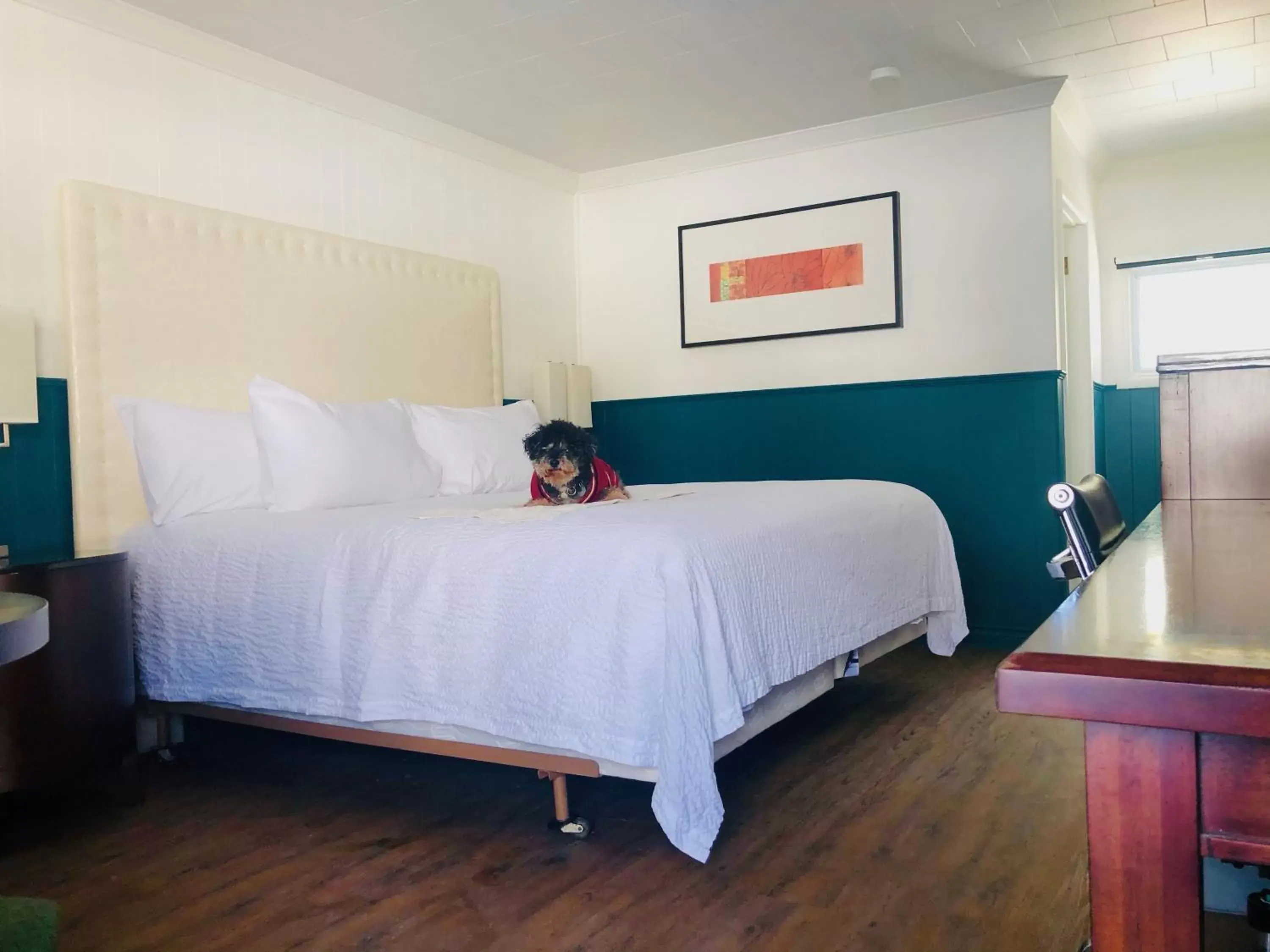 King Room - Pet Friendly in The Voy King Room - Pet Friendly in The Voy