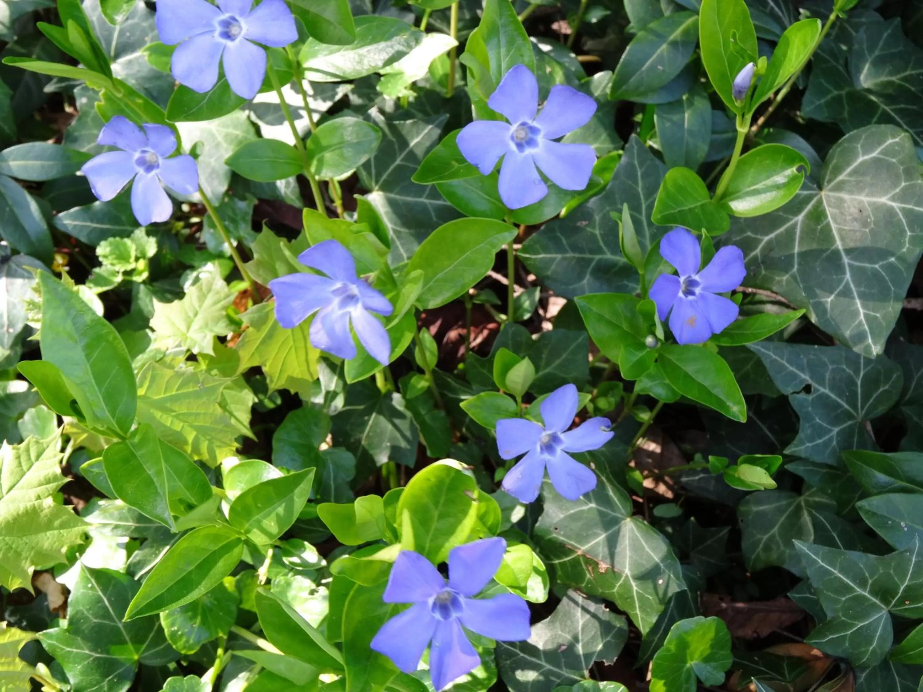 Day in Gentilhommière de Collonges