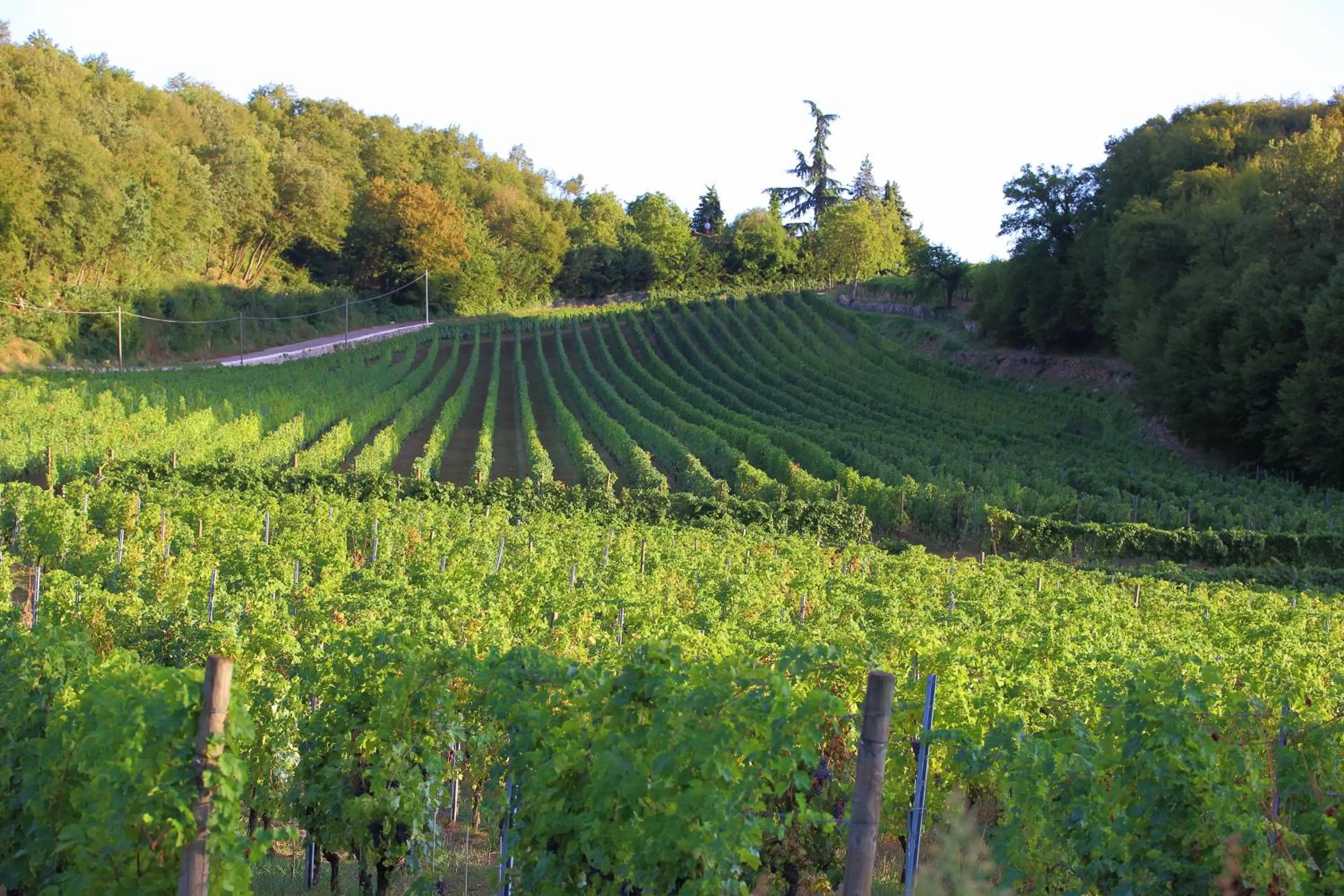 Natural landscape in Hotel Villa Moron