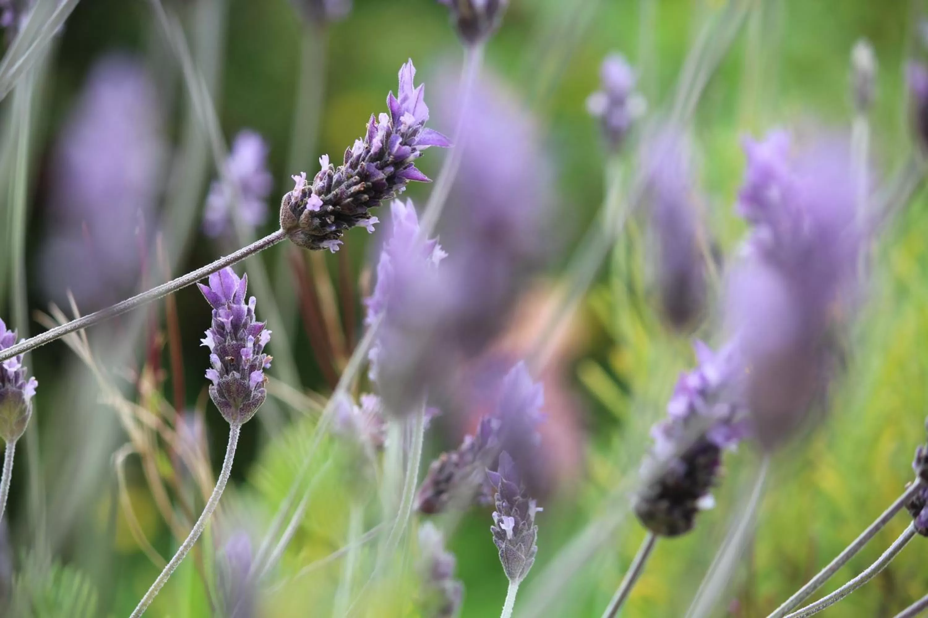 Garden in Hotel Boutique Casa Werner