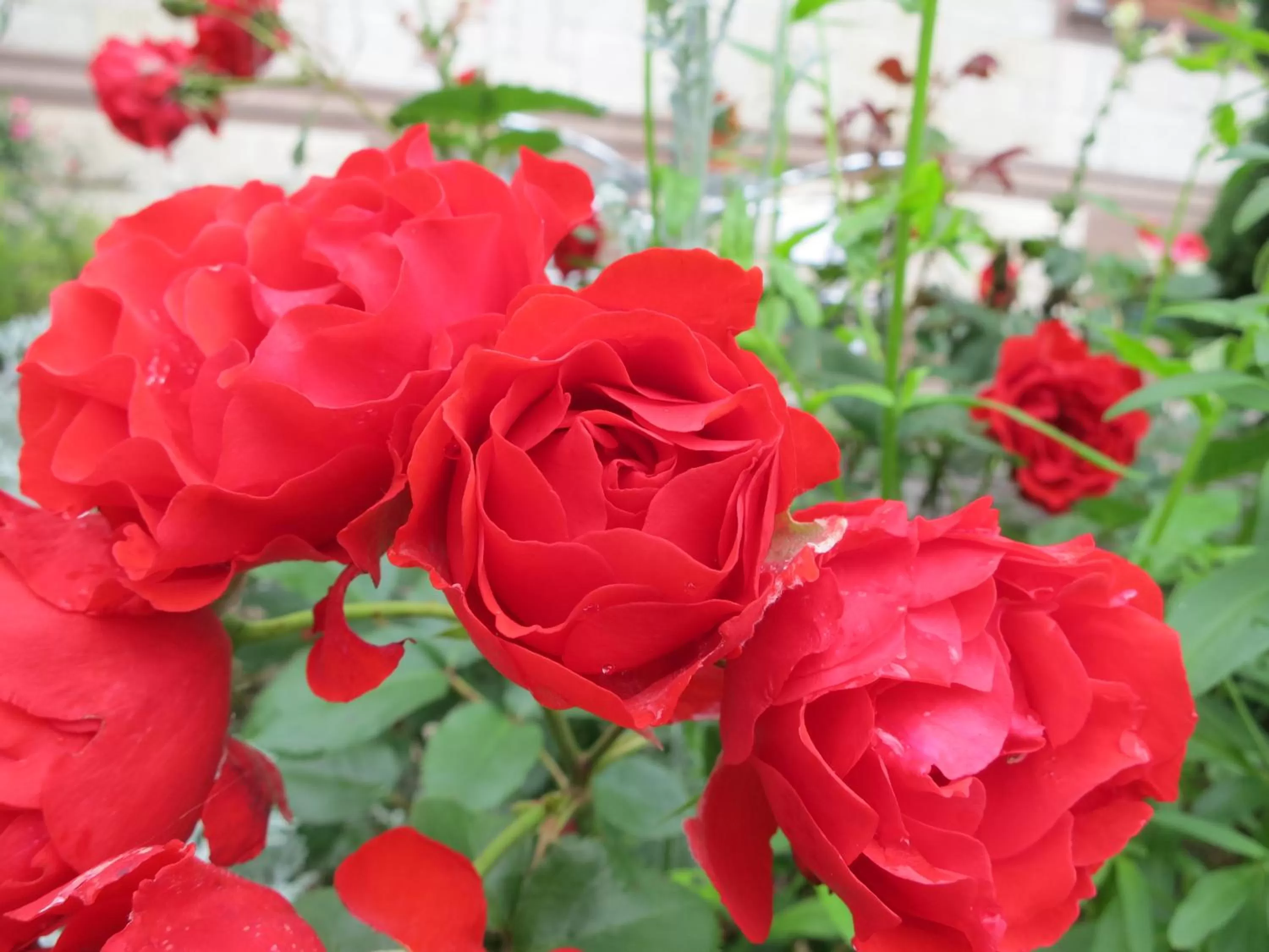 Spring in Hotel Promenade