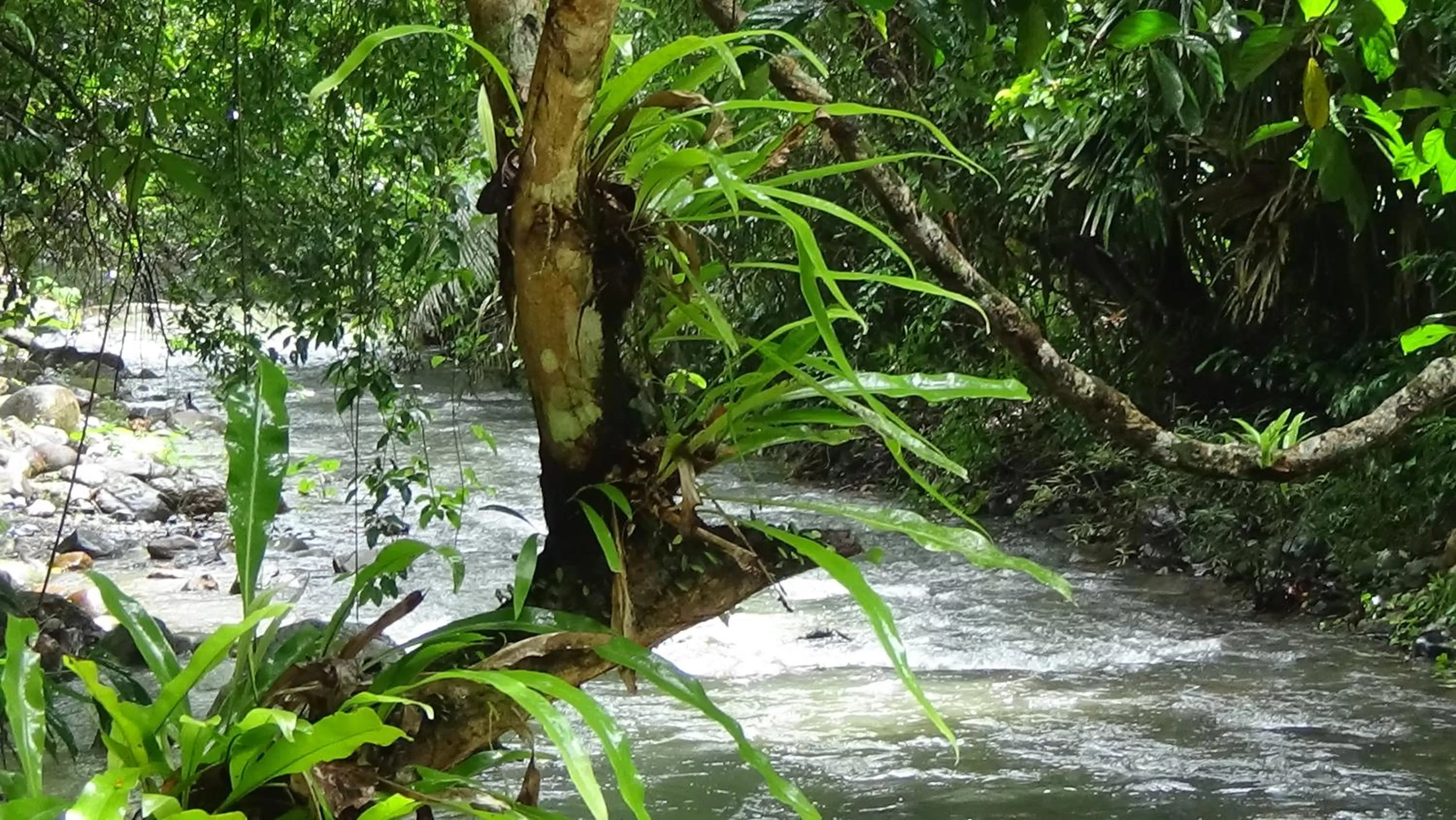 Garden in Tree Tops River Huts