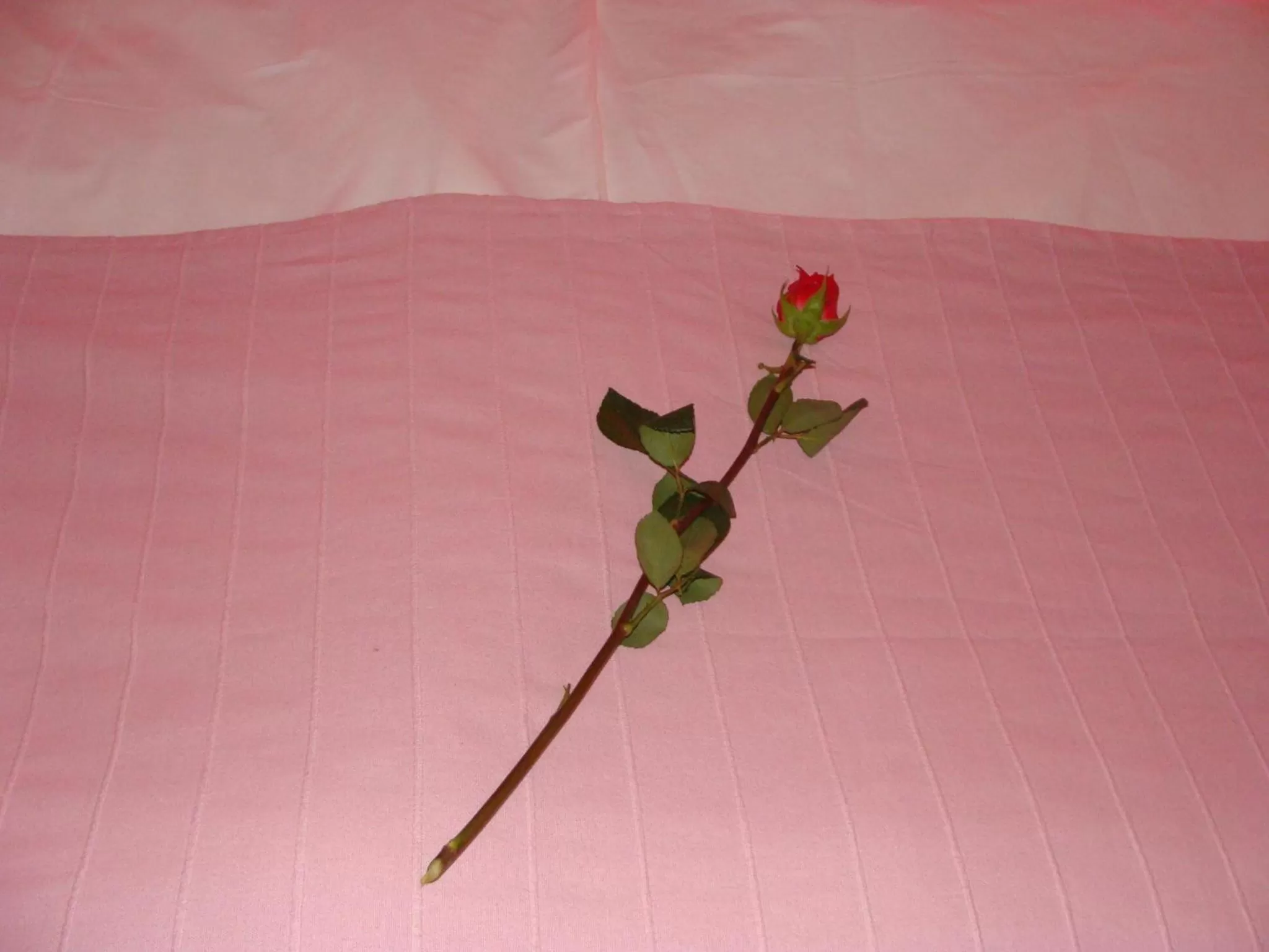 Decorative detail in Lugarnica