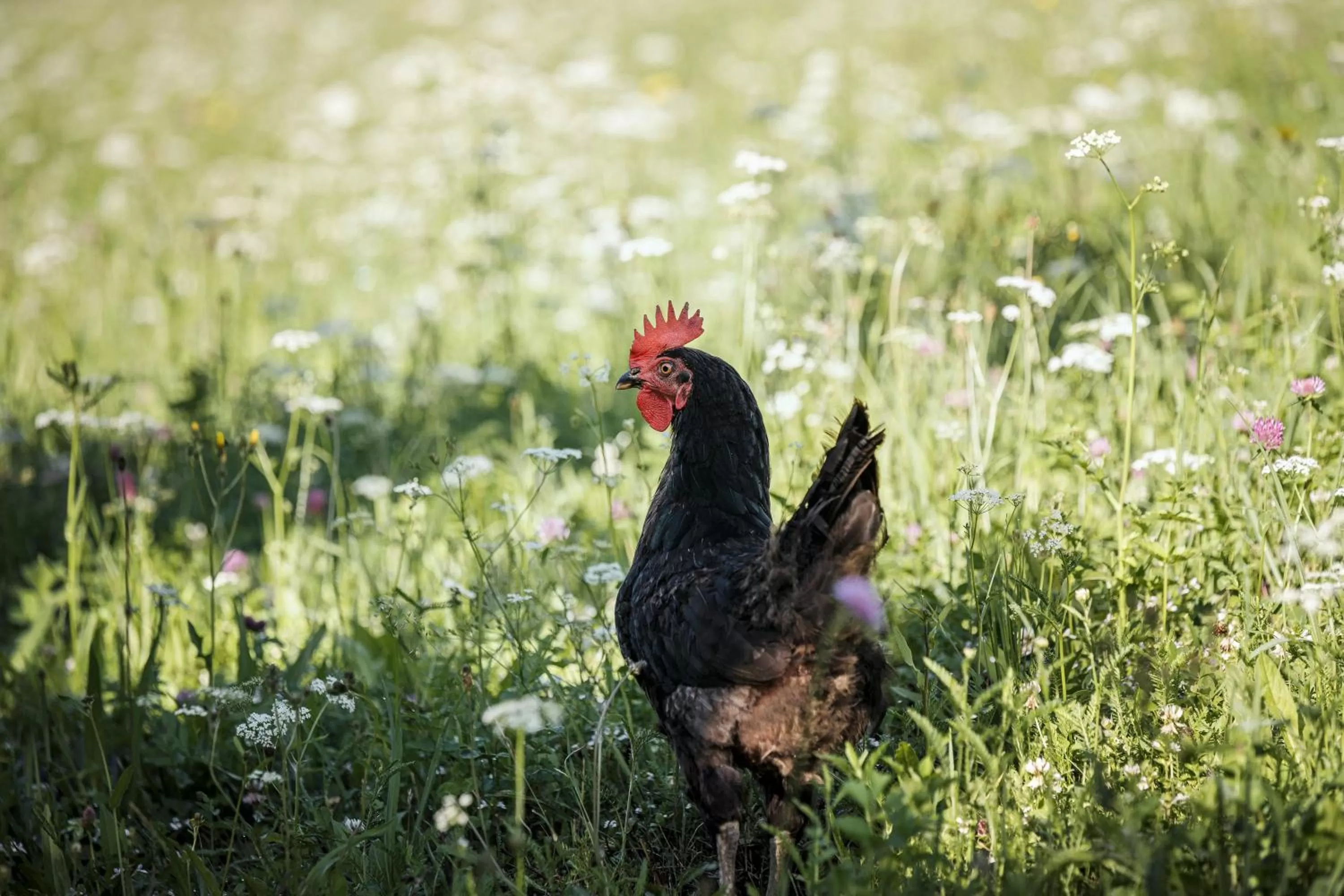 Nearby landmark in Biohotel Rastbichlhof