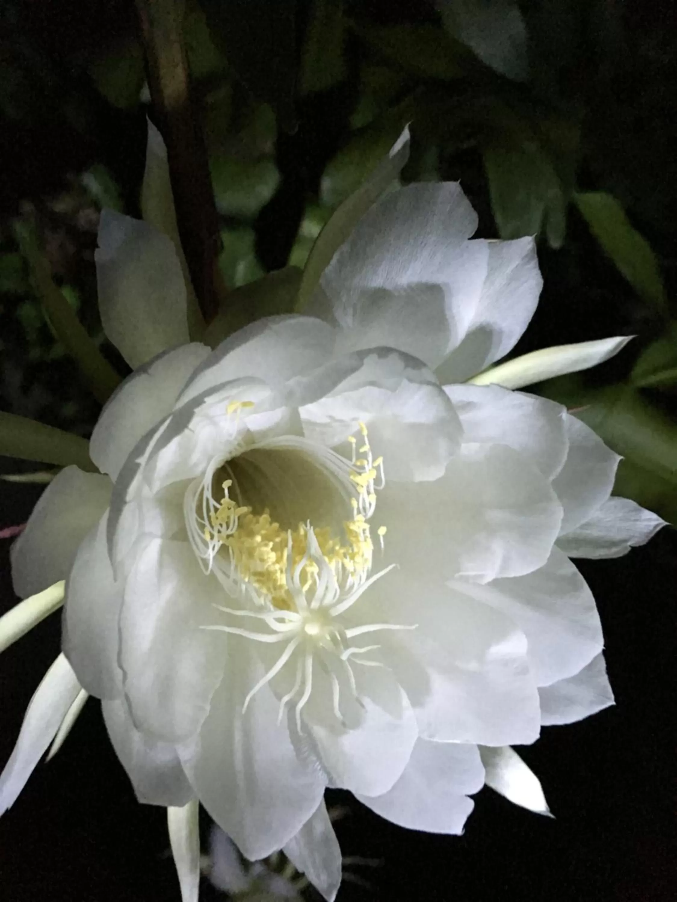 Garden in Rainbow Bridge B&B