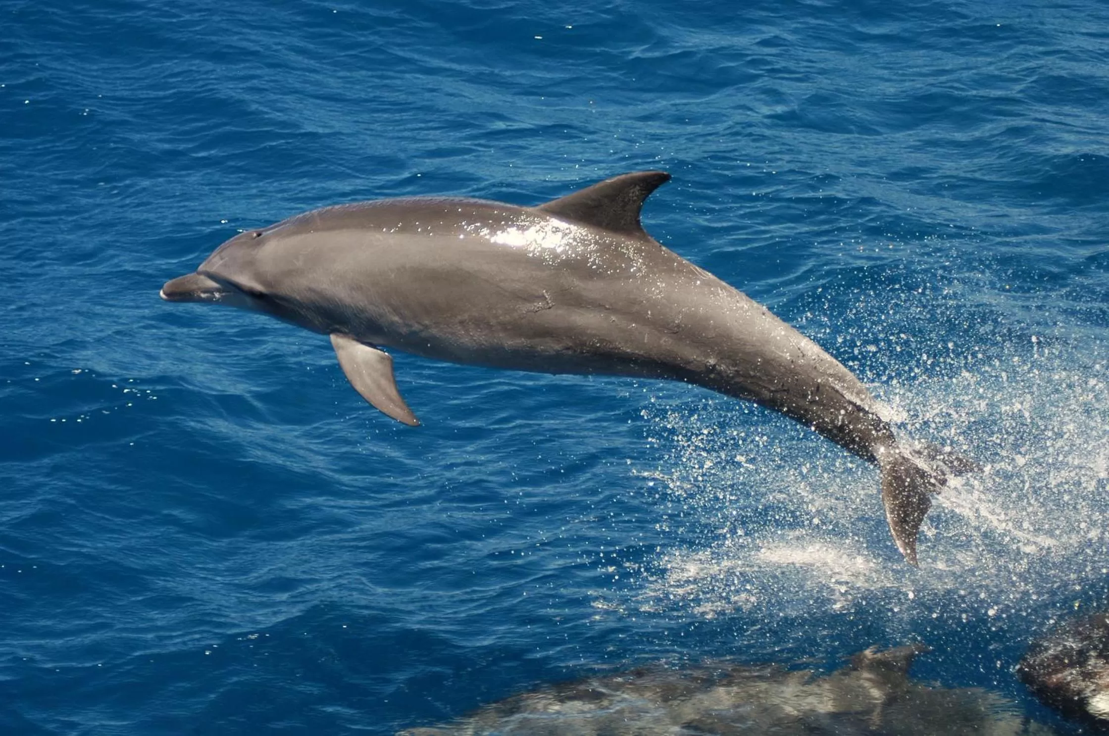 Activities in Rapopo Plantation Resort