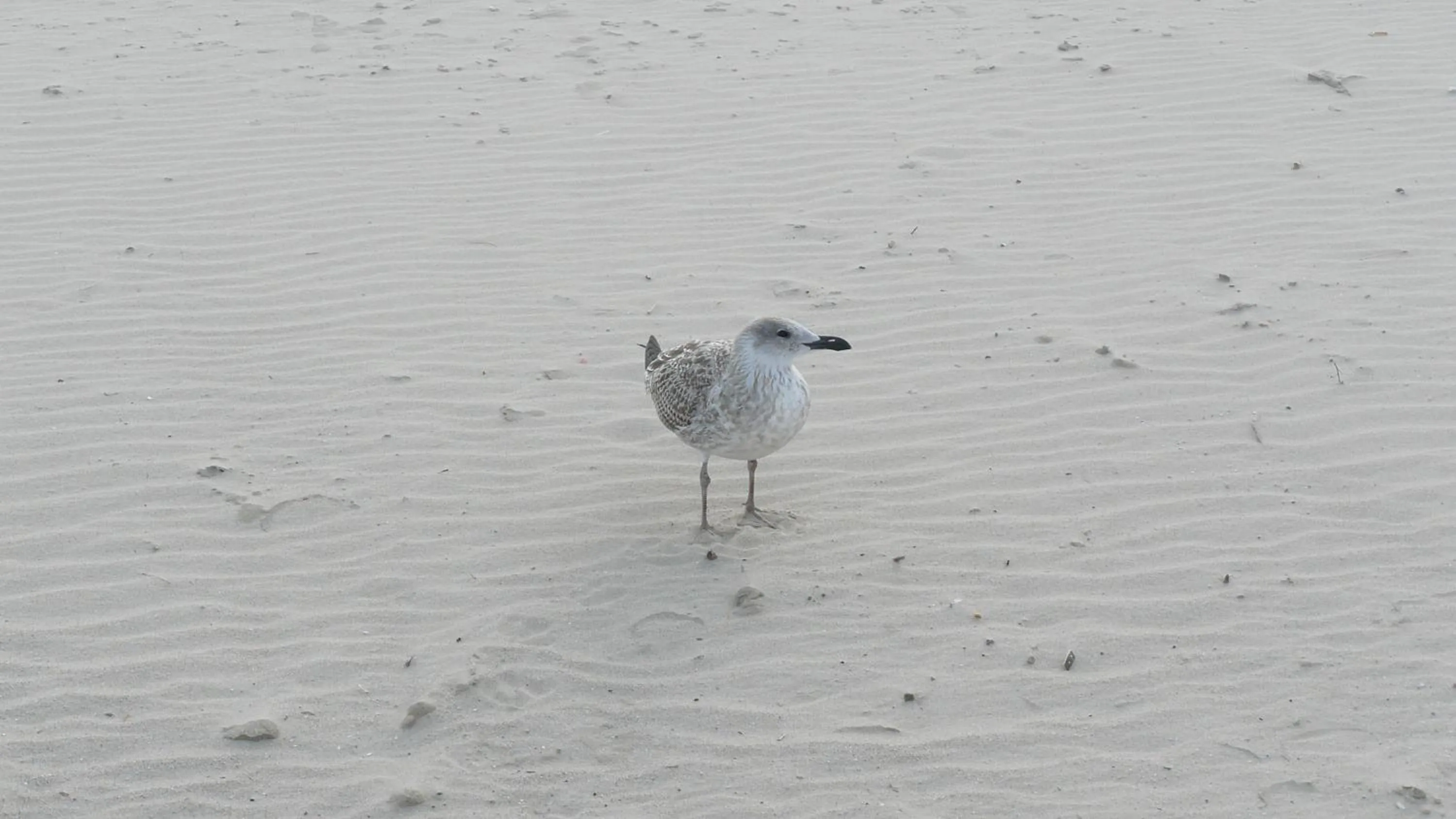 Beach in Hotel Polaris