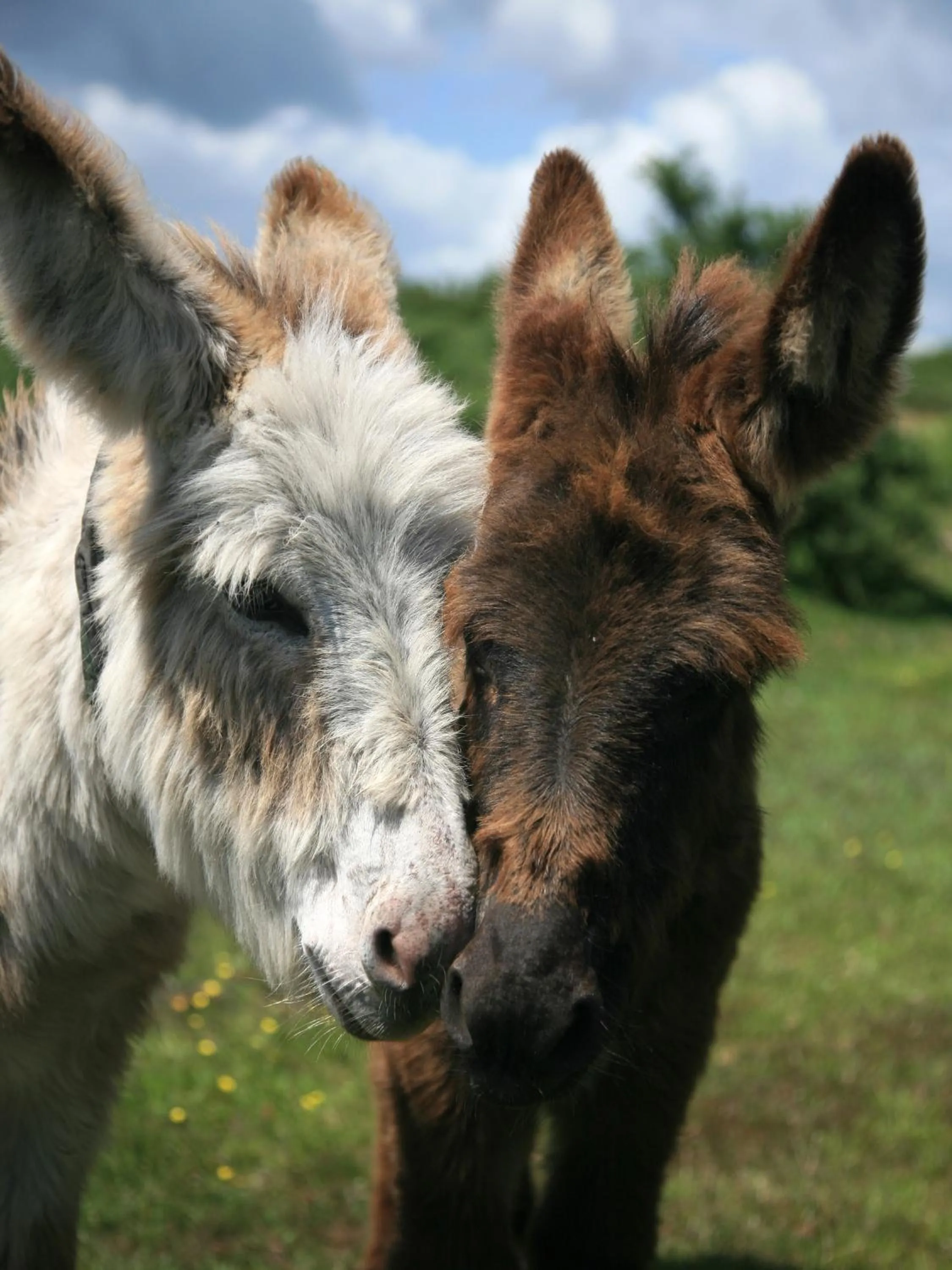 Animals in Balmer Lawn