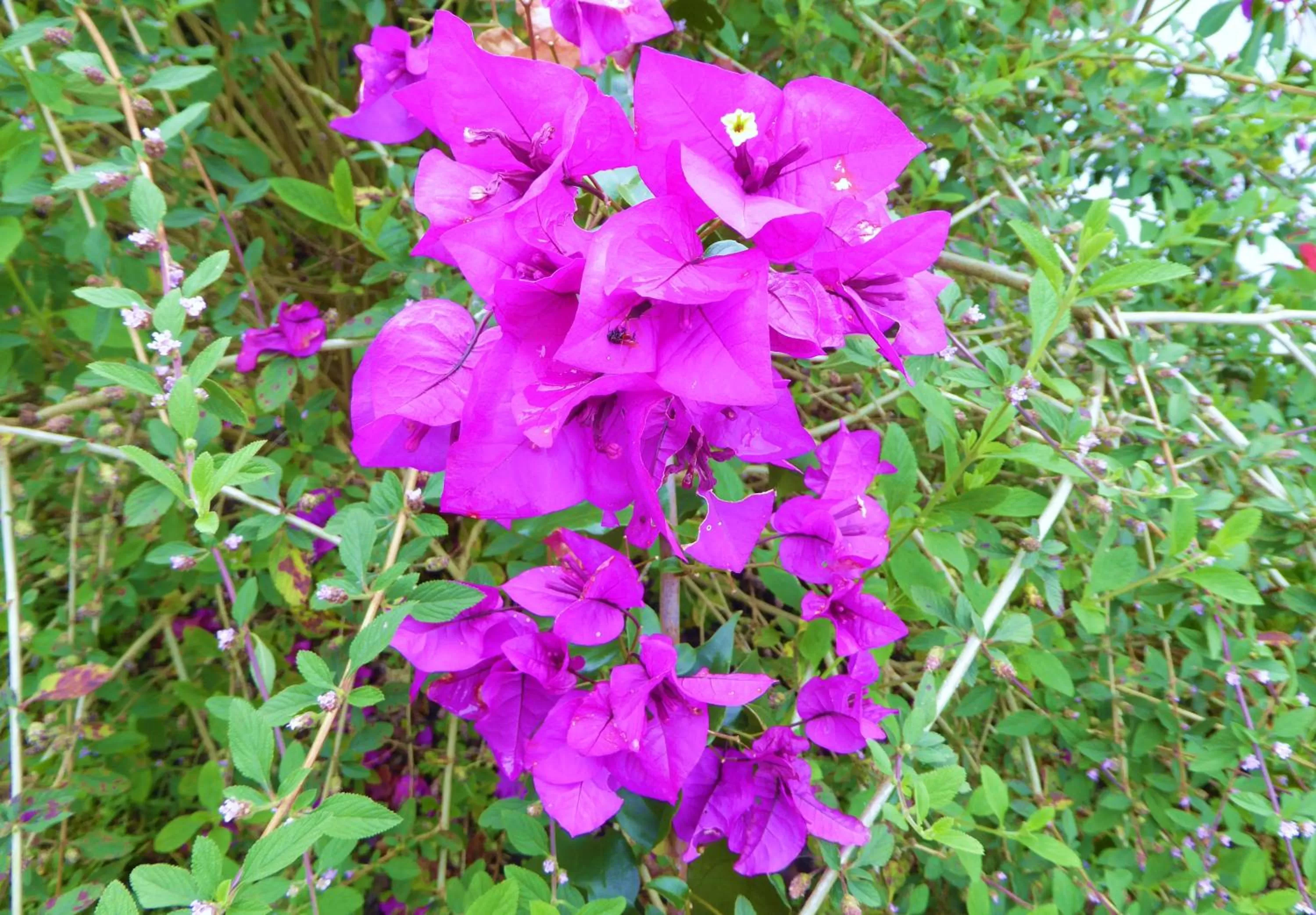 Garden in Finca El Cielo