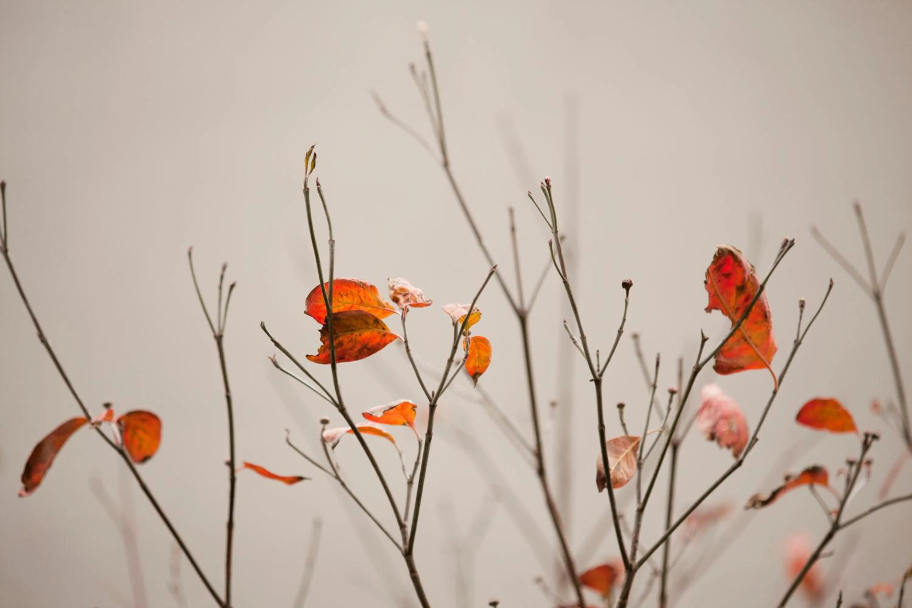 Decorative detail in Zambala Luxury Apartments