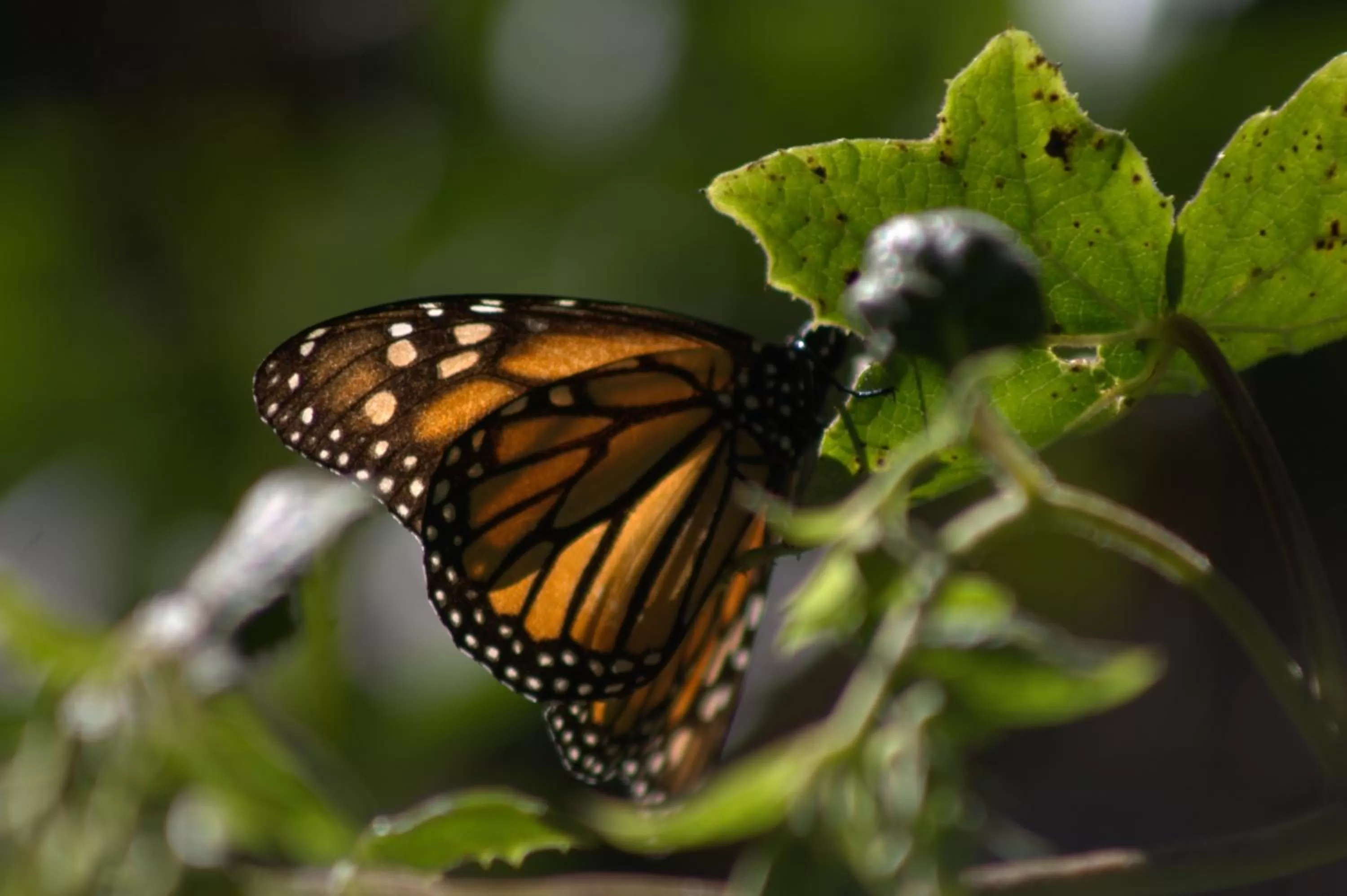 Activities in Hotel Villa Monarca Inn