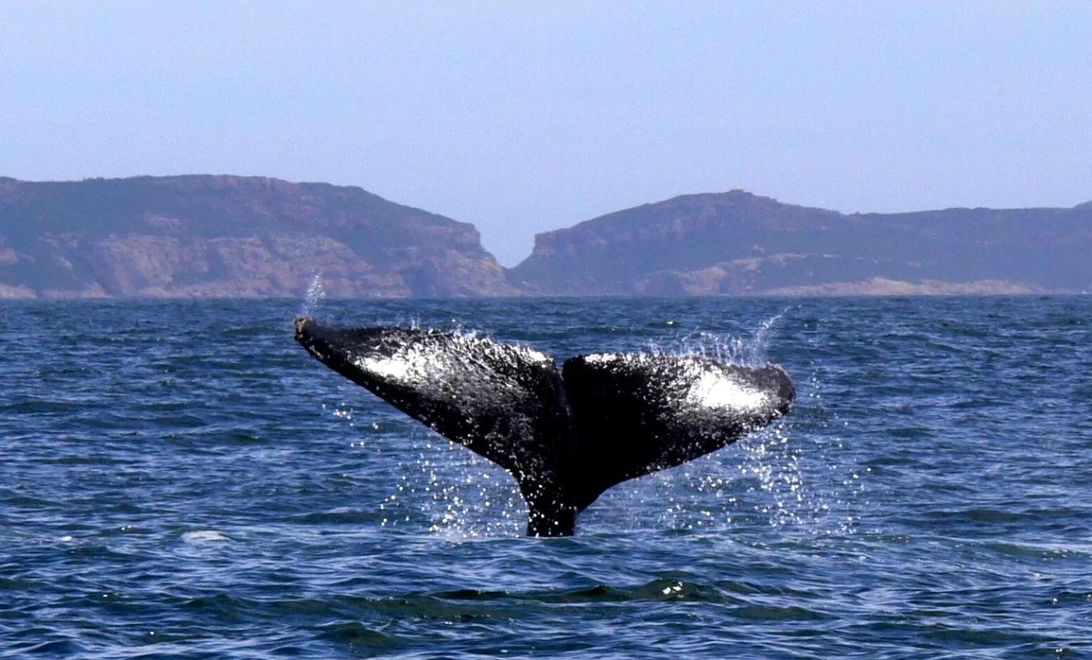 Animals, Other Animals in Panoramic Blue B&B