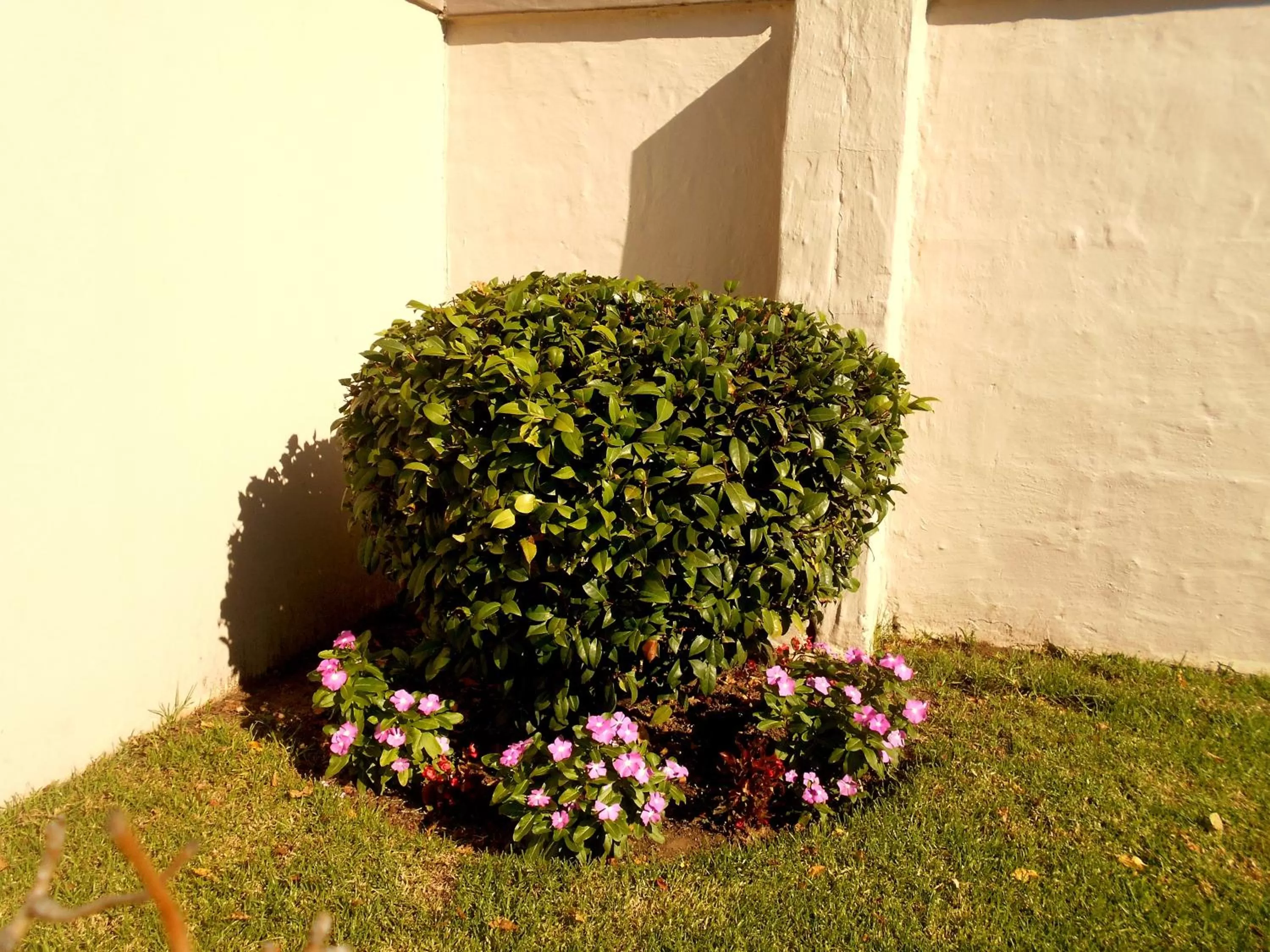 Garden in Majestic Guesthouse