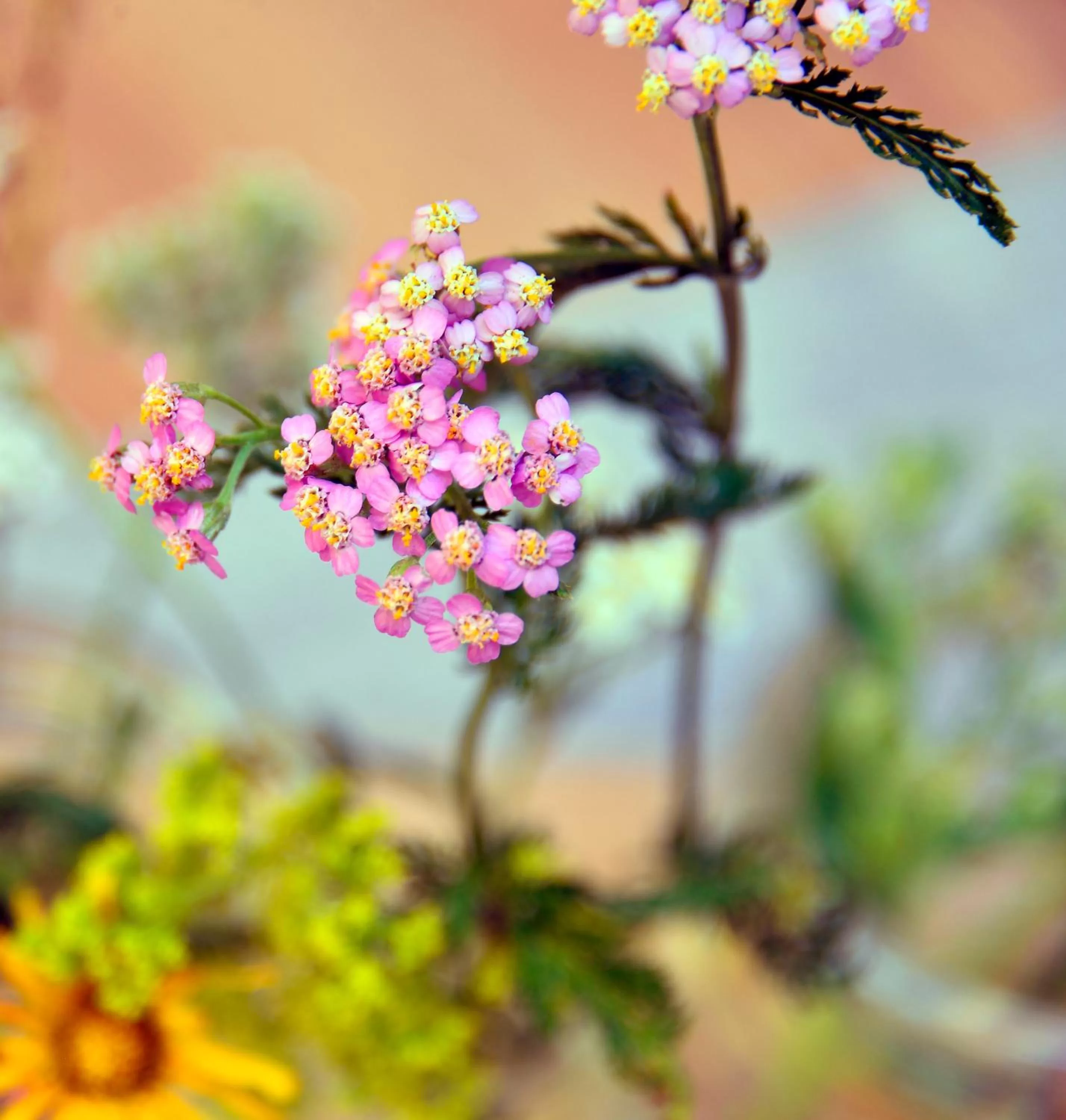 Restaurant/places to eat in Hotel Diana