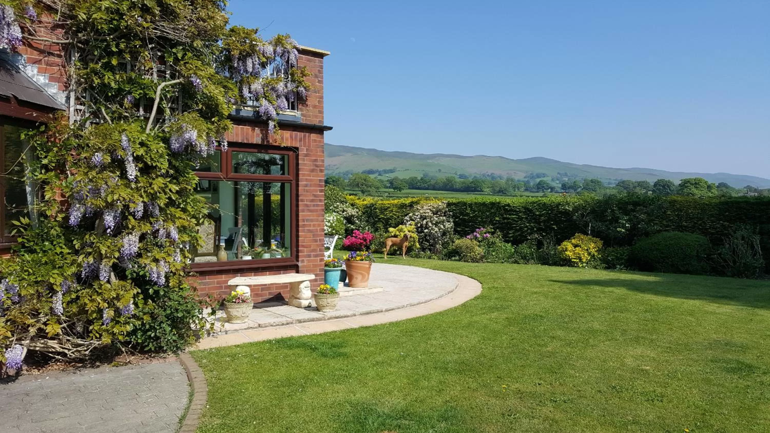 Mountain view in Tall Trees