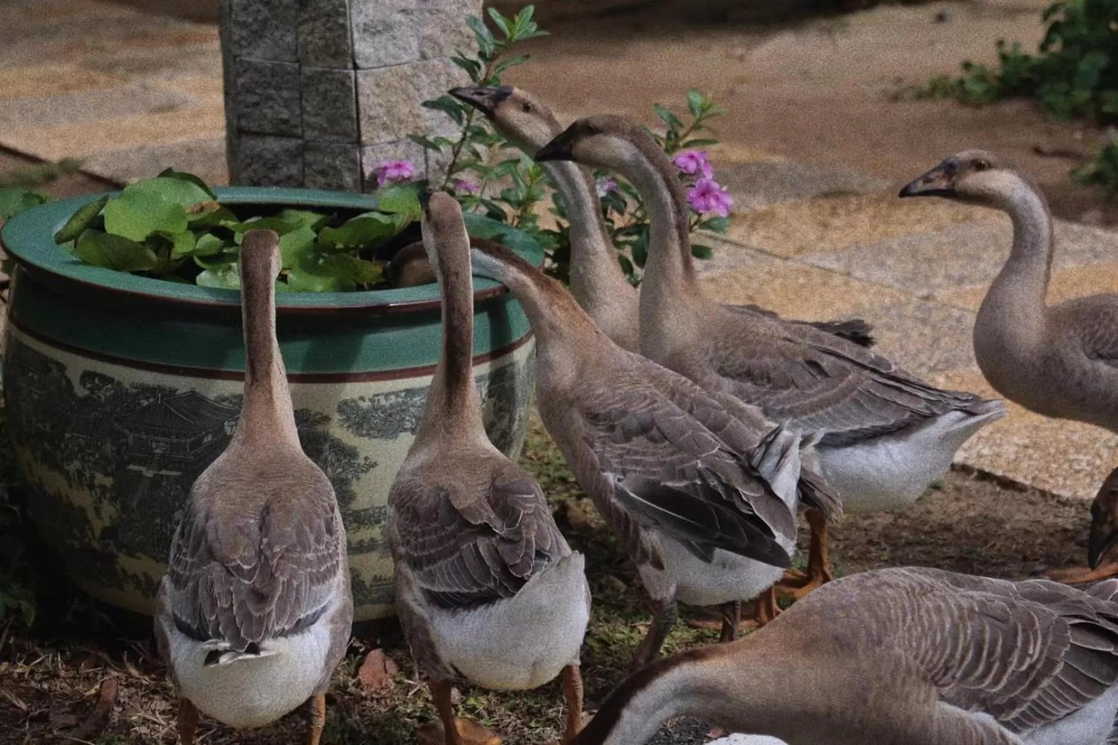 Animals in The Ritz-Carlton Sanya, Yalong Bay