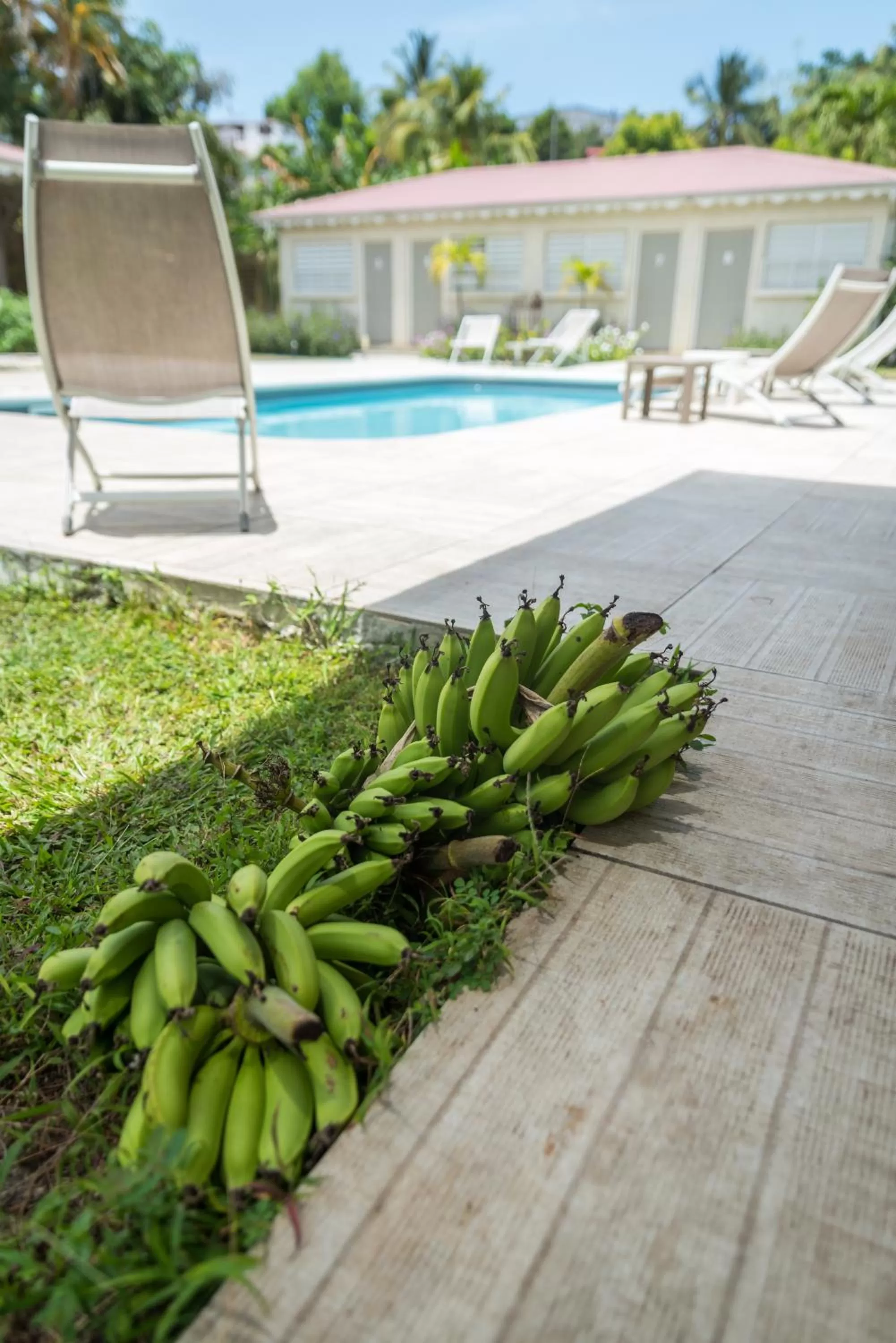 Garden in Hôtel Les Bananiers
