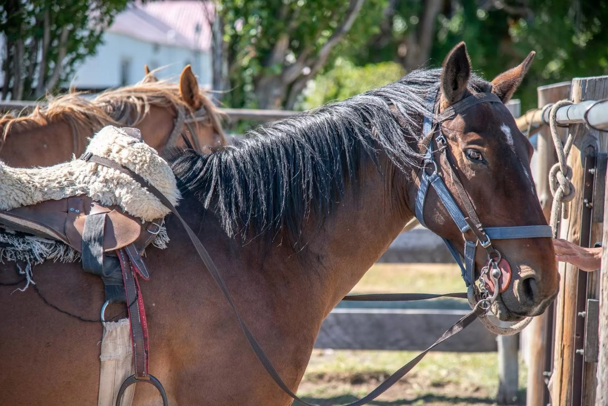 Horseback Riding in Hostería El Galpón Del Glaciar