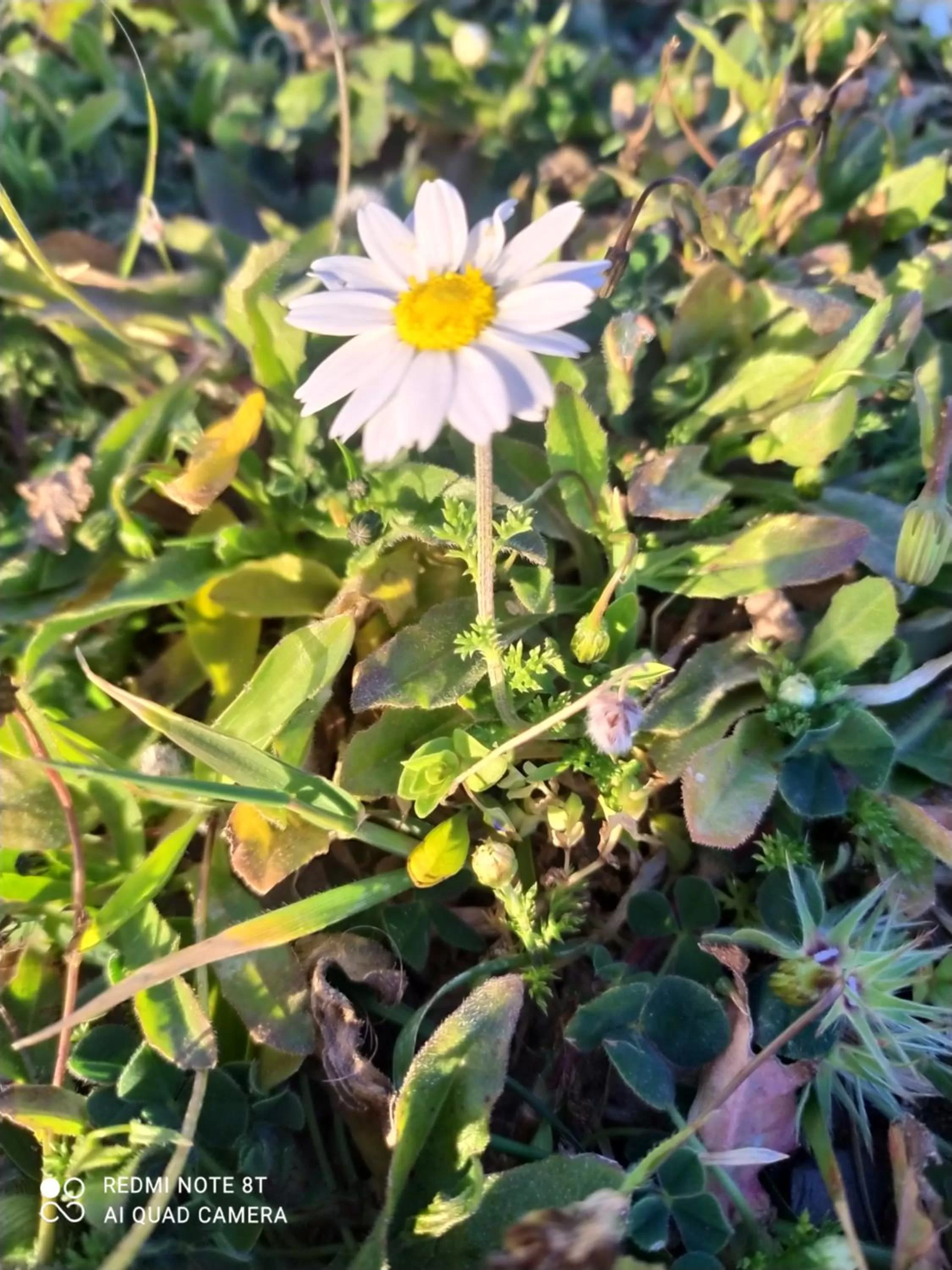 Garden in Il Nuraghe