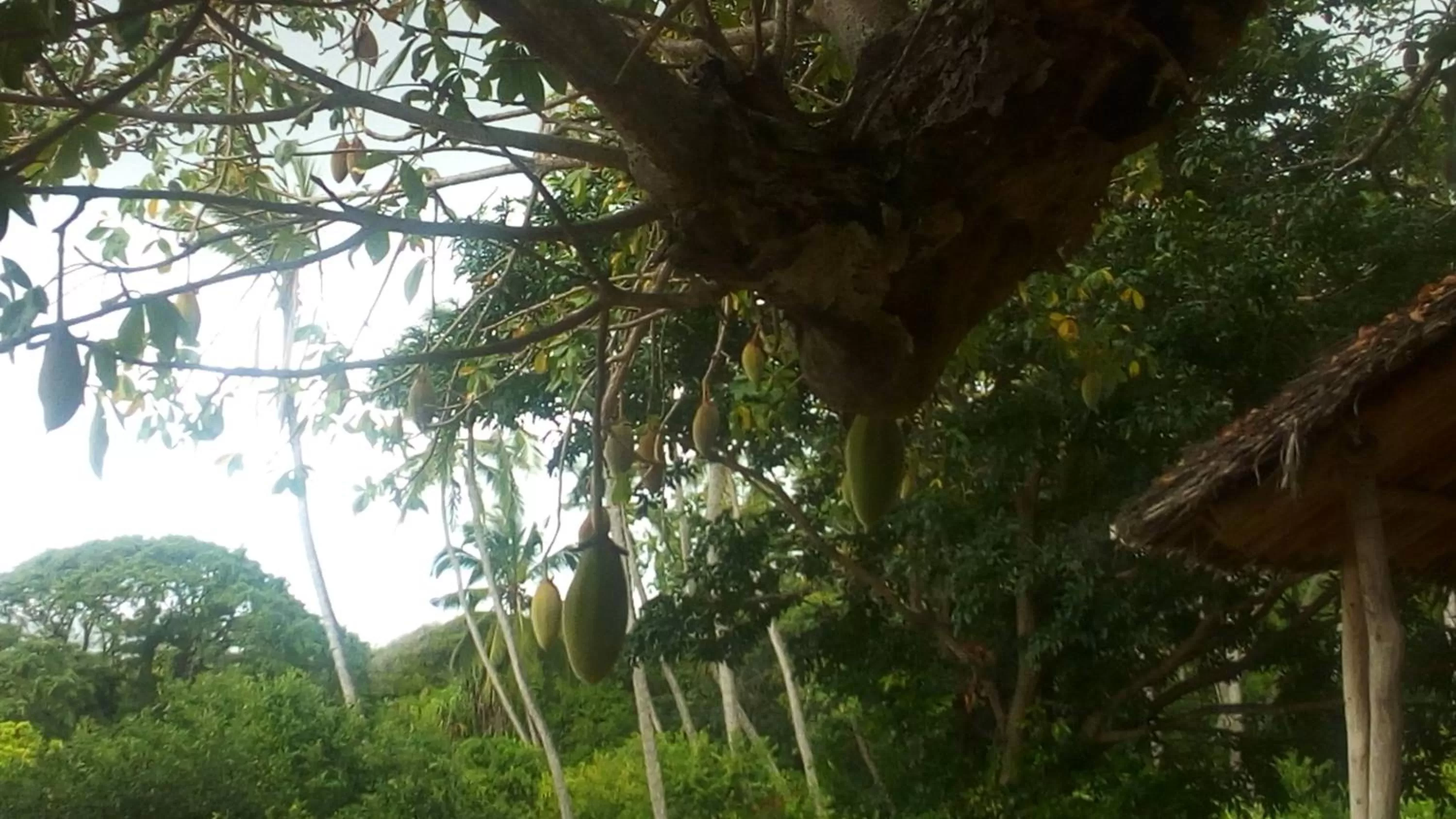 Non alcoholic drinks, Garden in Bahari Pori Resort