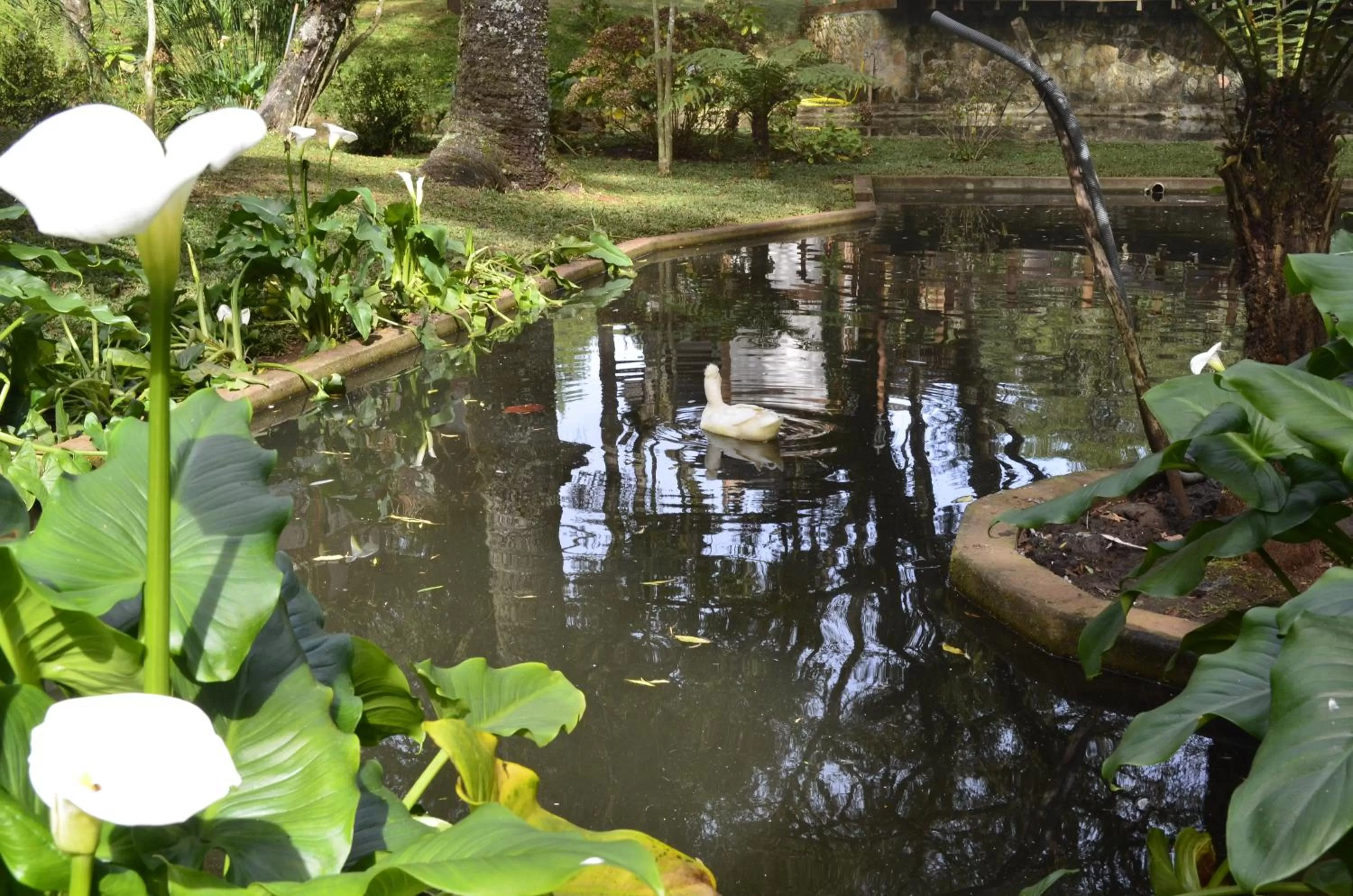 Animals in Pousada Toca Da Coruja