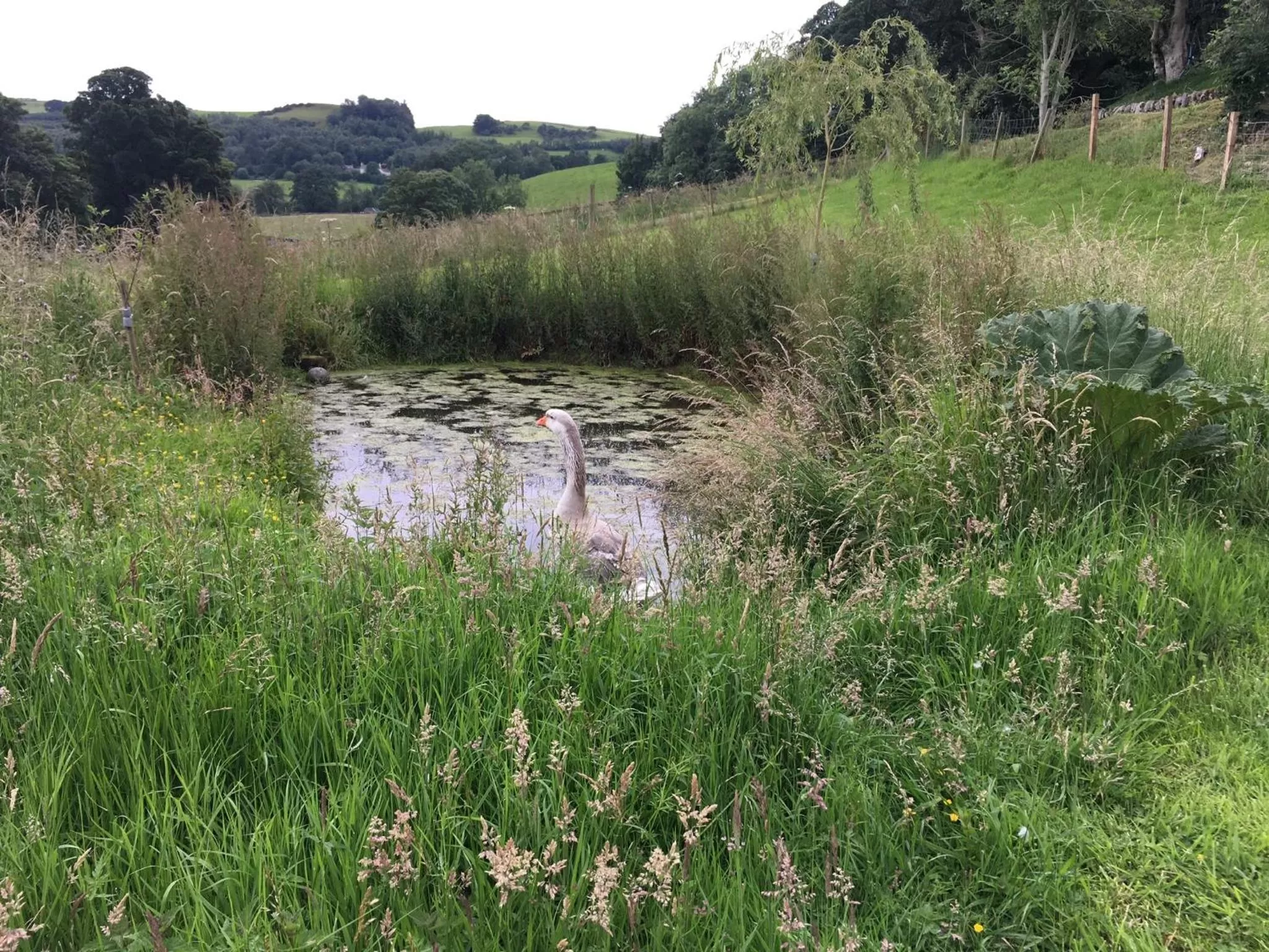 Natural Landscape in Jacquie's B&B -Dumfries-Room with a view - hot tub