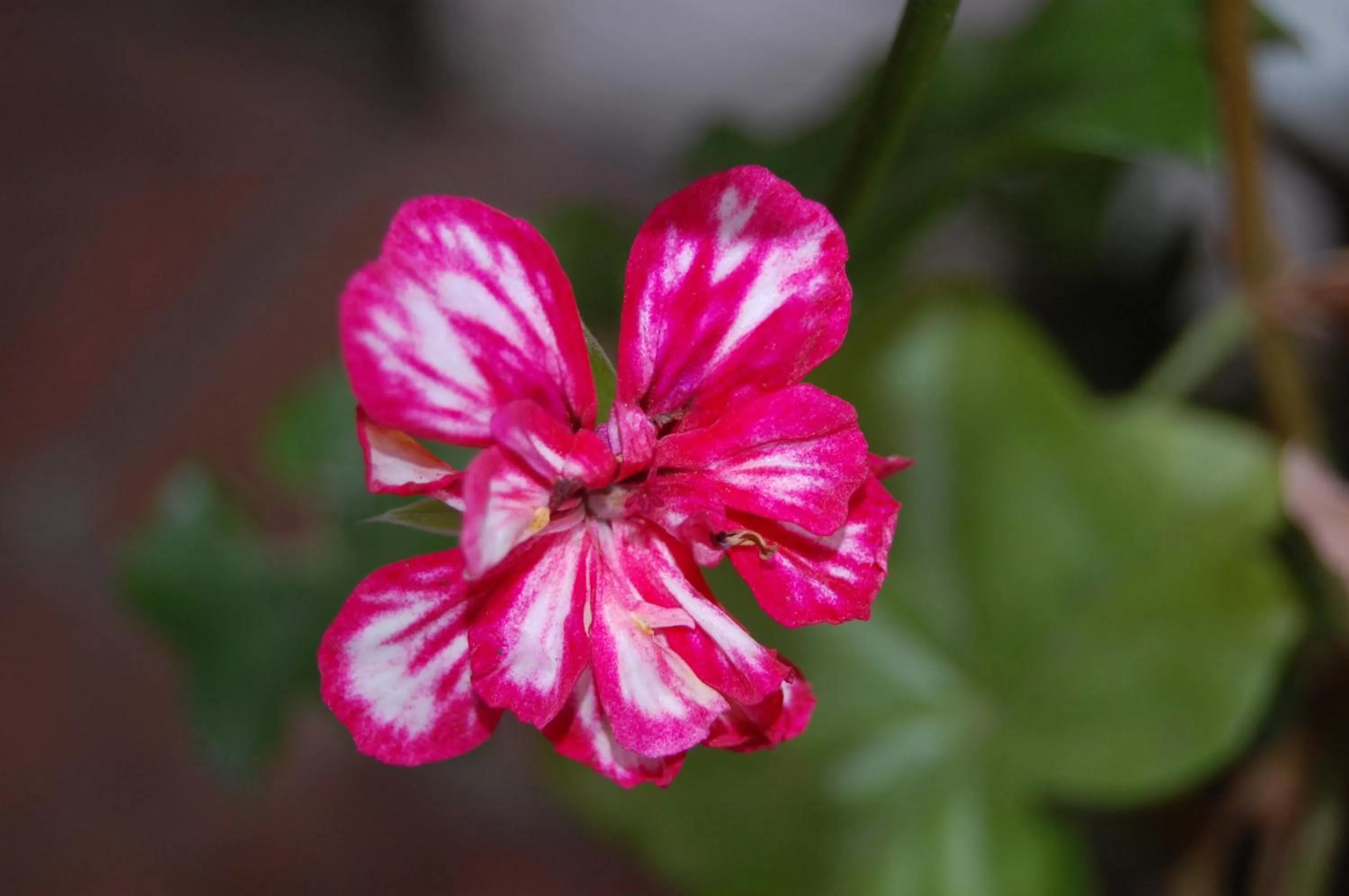 Garden in Apartamentos Otorongo Cuenca Ecuador