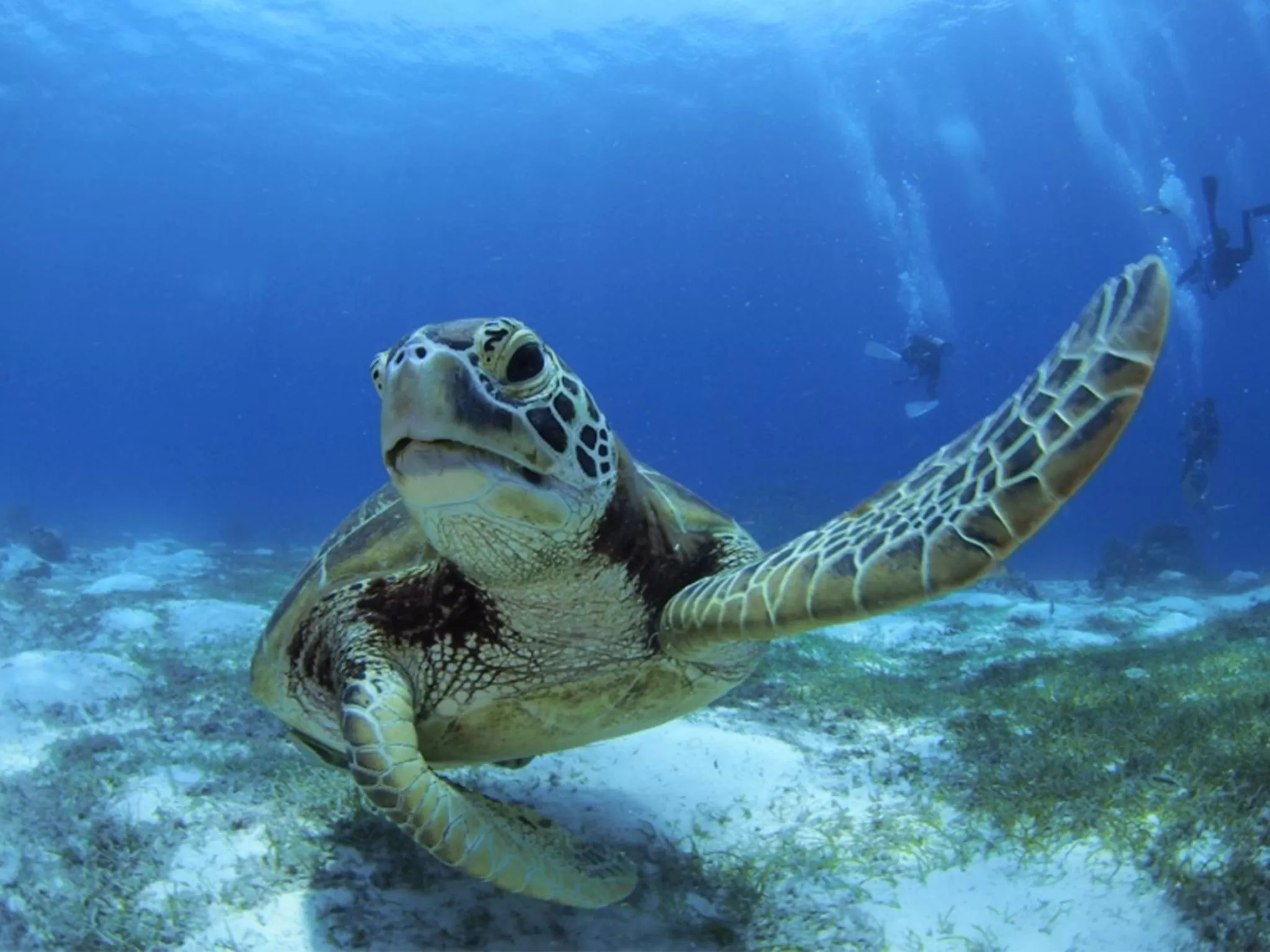 Activities in Oceanica Resort Panglao, Bohol