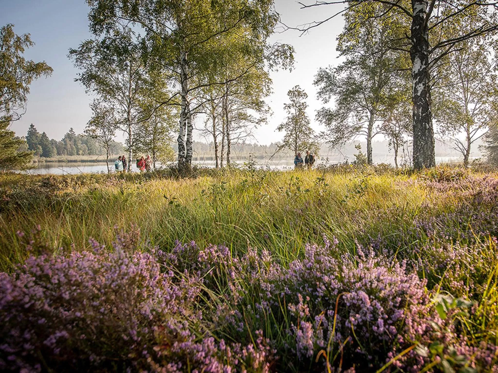 Natural landscape in feelMOOR - Gesundresort Bad Wurzach