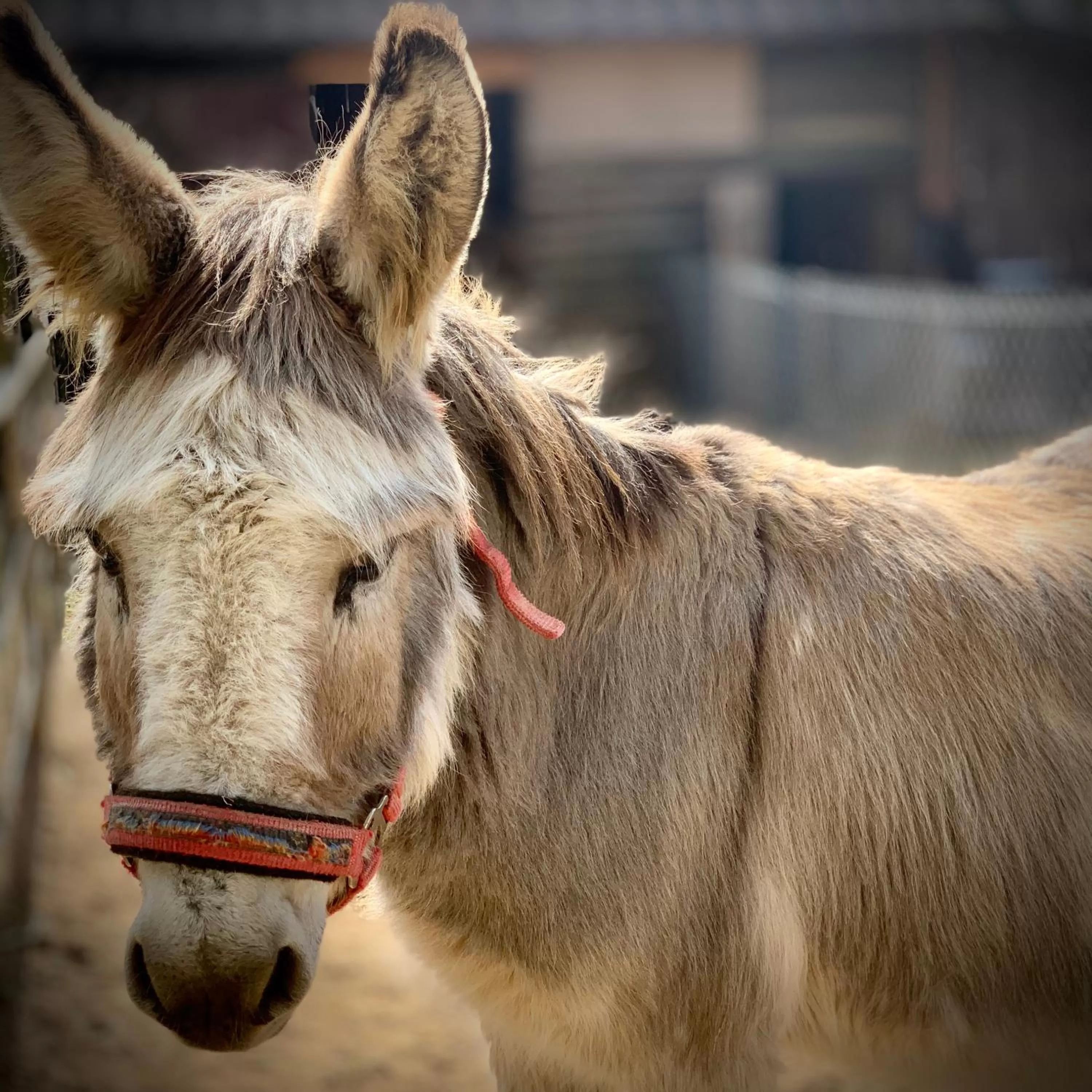 Other Animals in Ziołowa Dolina