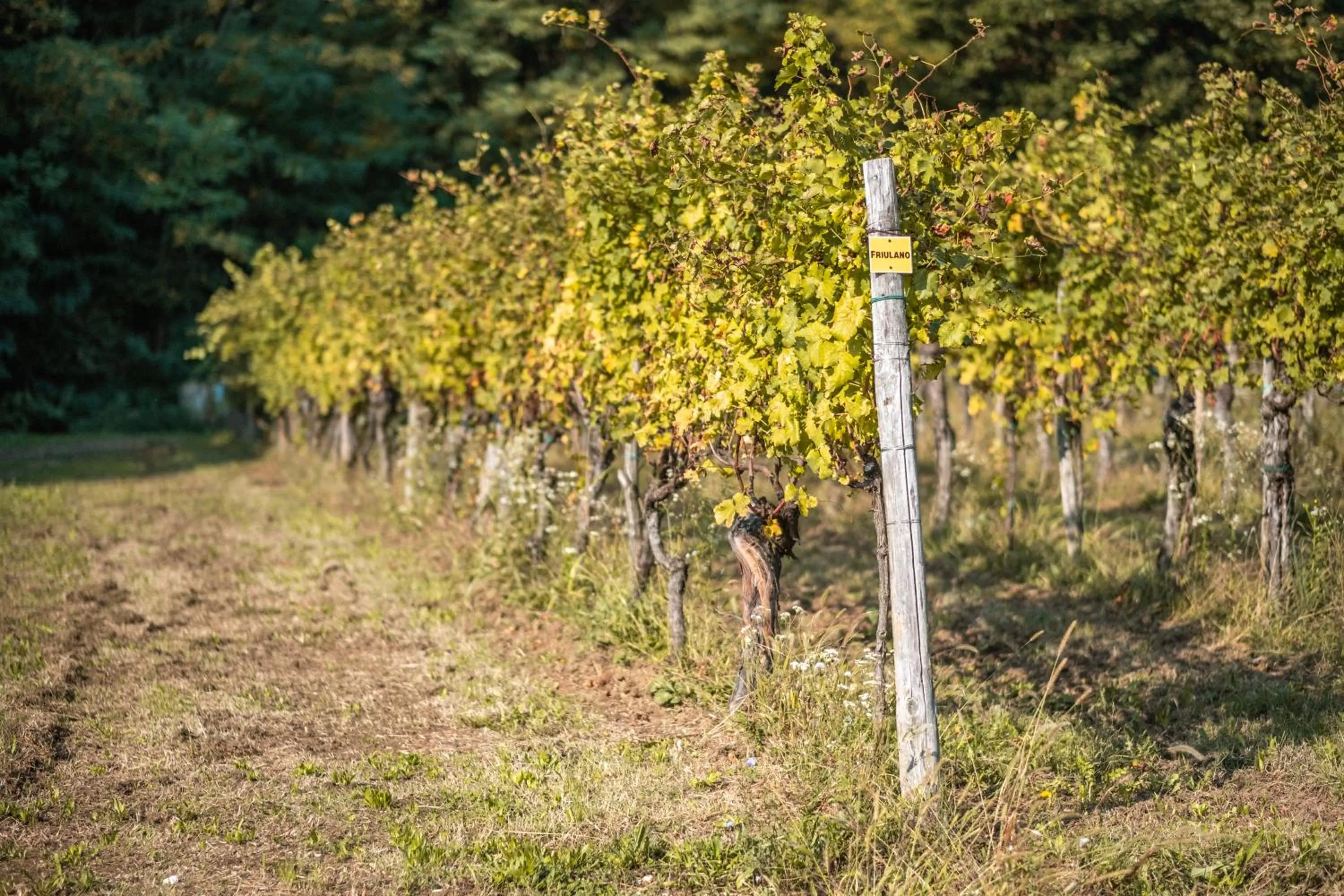 Natural landscape in Buccara B&B Due Del Monte