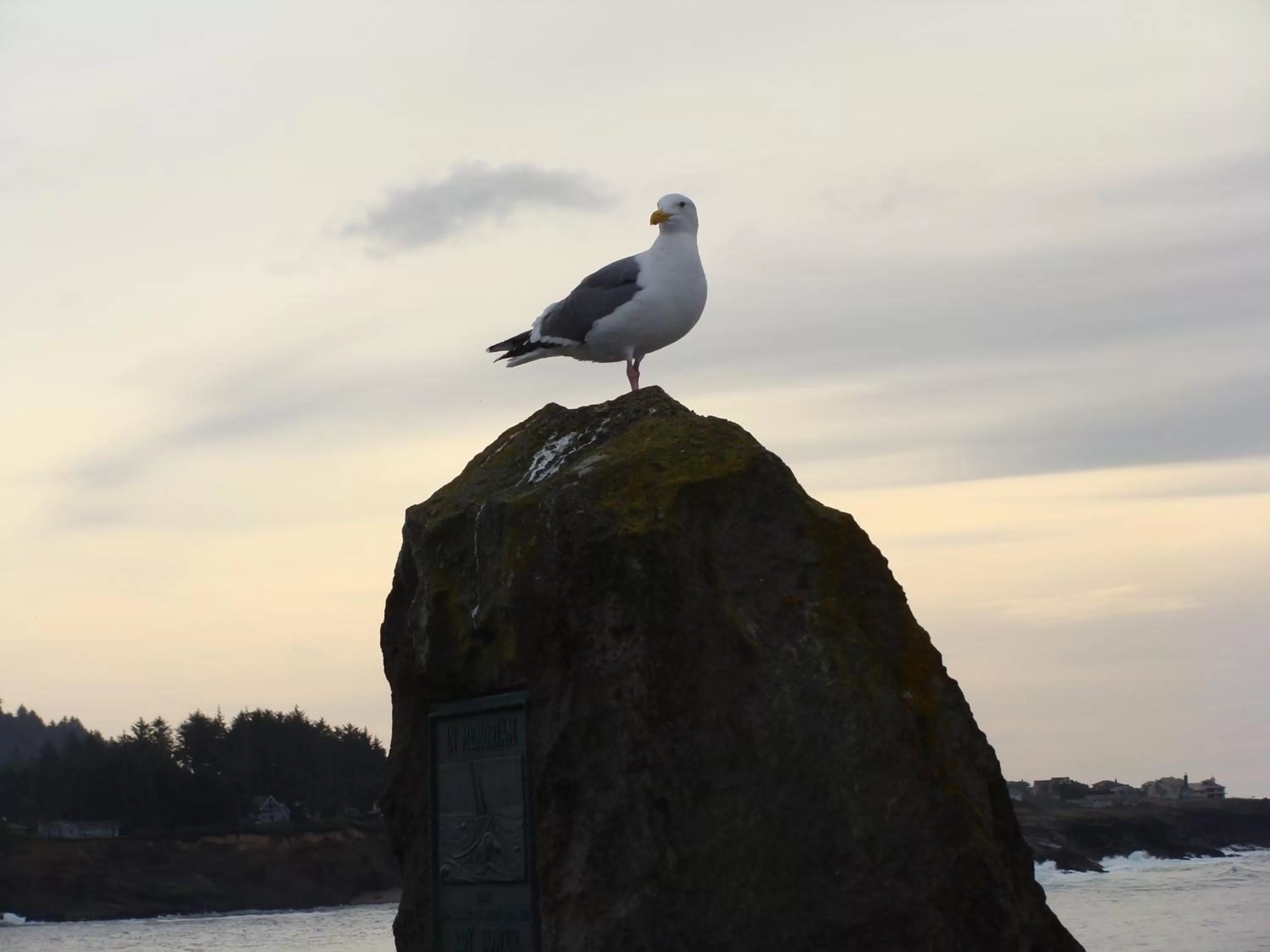 Area and facilities in Seven Seas Inn & Suites