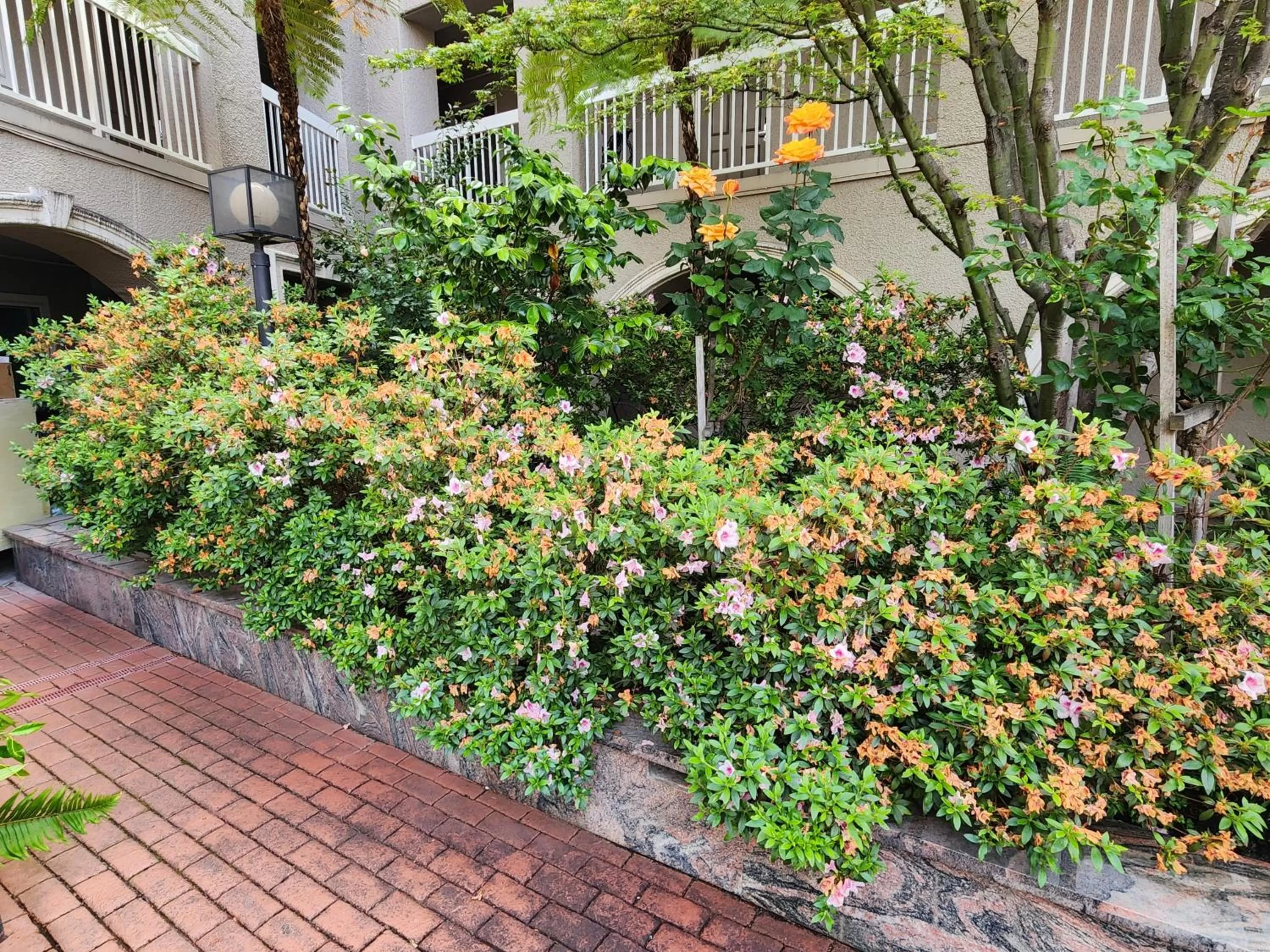 Garden in La Quinta by Wyndham San Francisco Airport West Millbrae FREE AIRPORT SHUTTLE