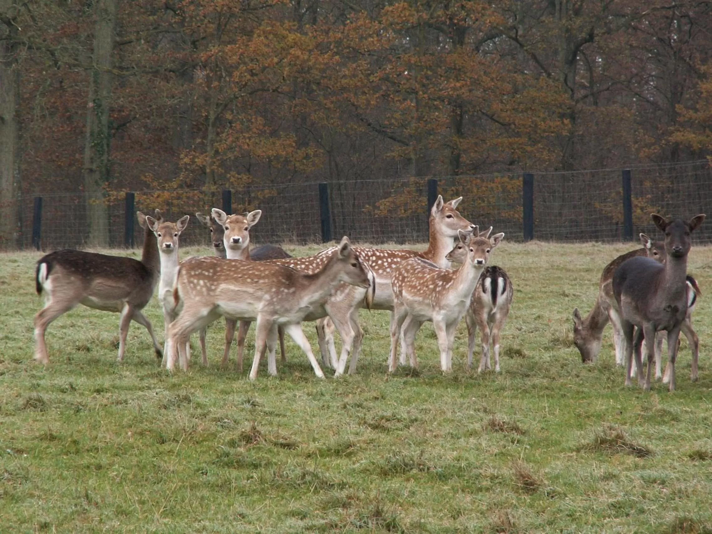 Garden view, Other Animals in B&B Le Briquemont