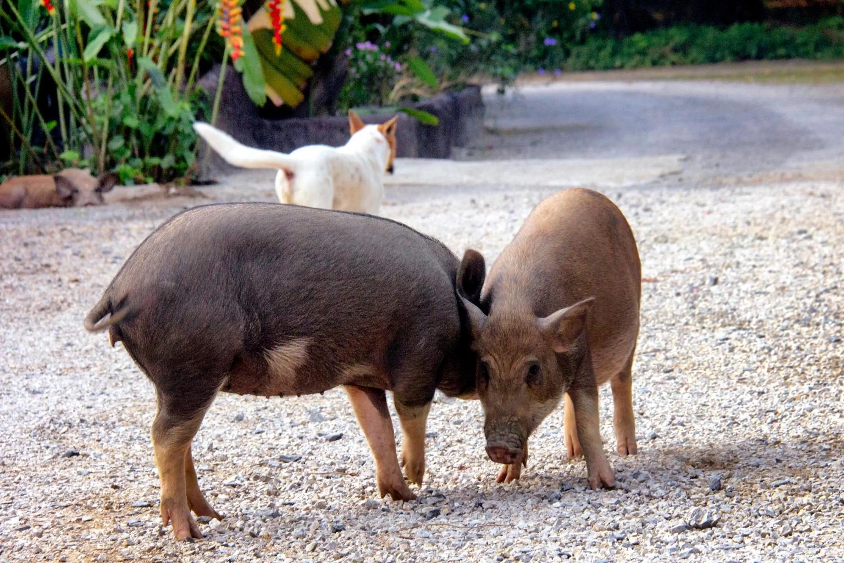Animals in Khao Sok Palmview Resort