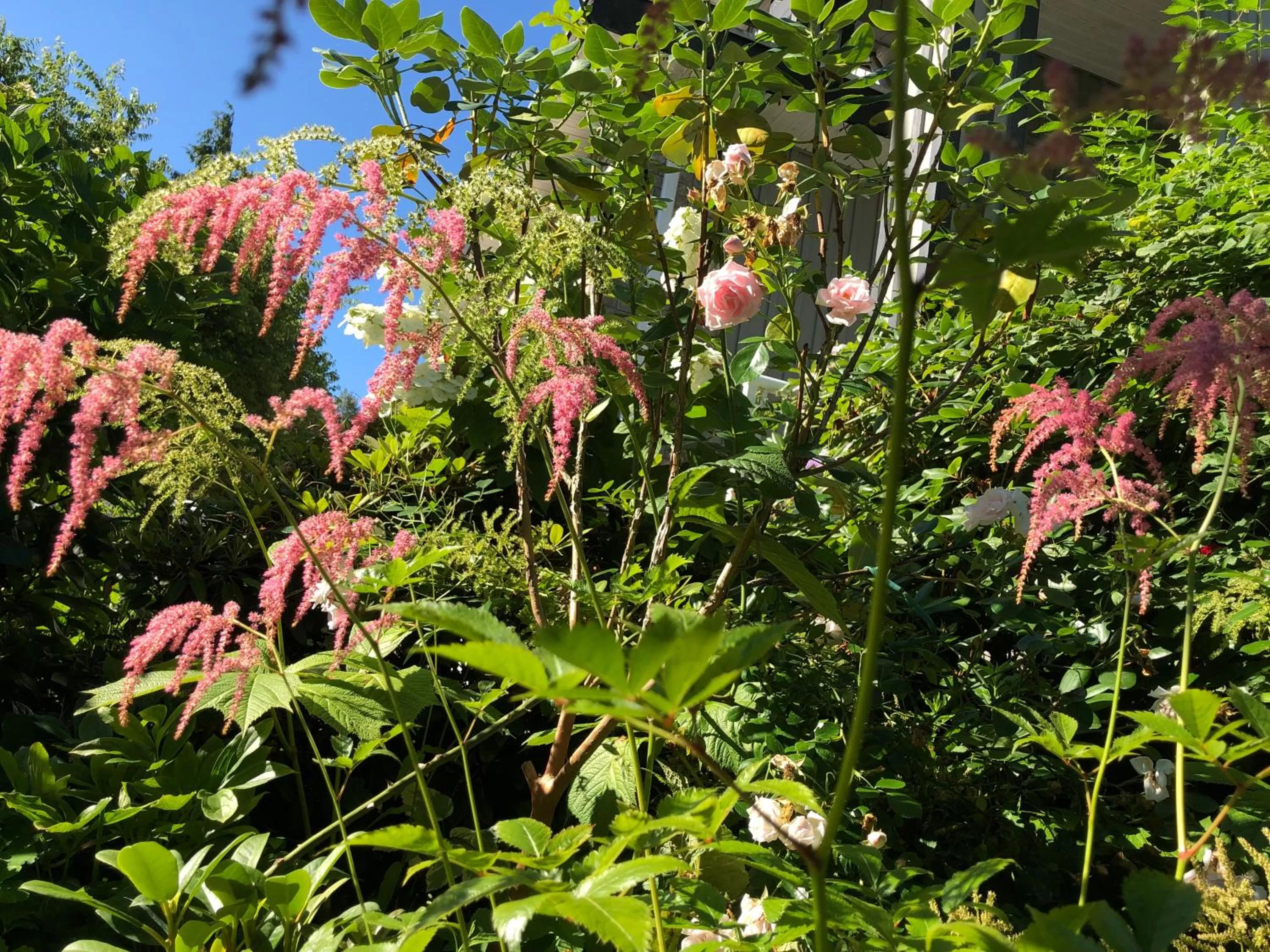 Garden in Jane's private rooms with shared washroom