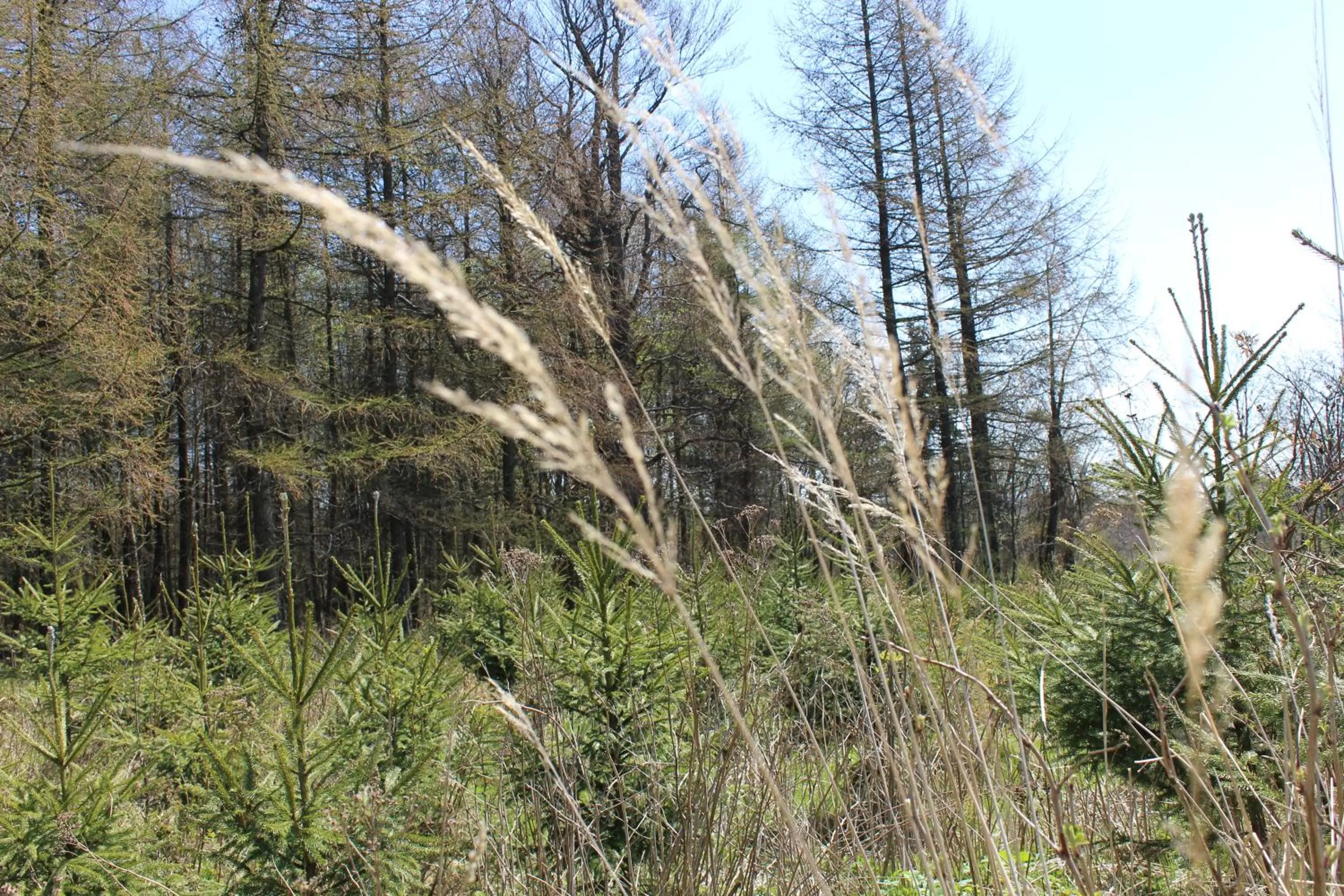 Garden, Natural Landscape in Waldgasthof Bad Einsiedel