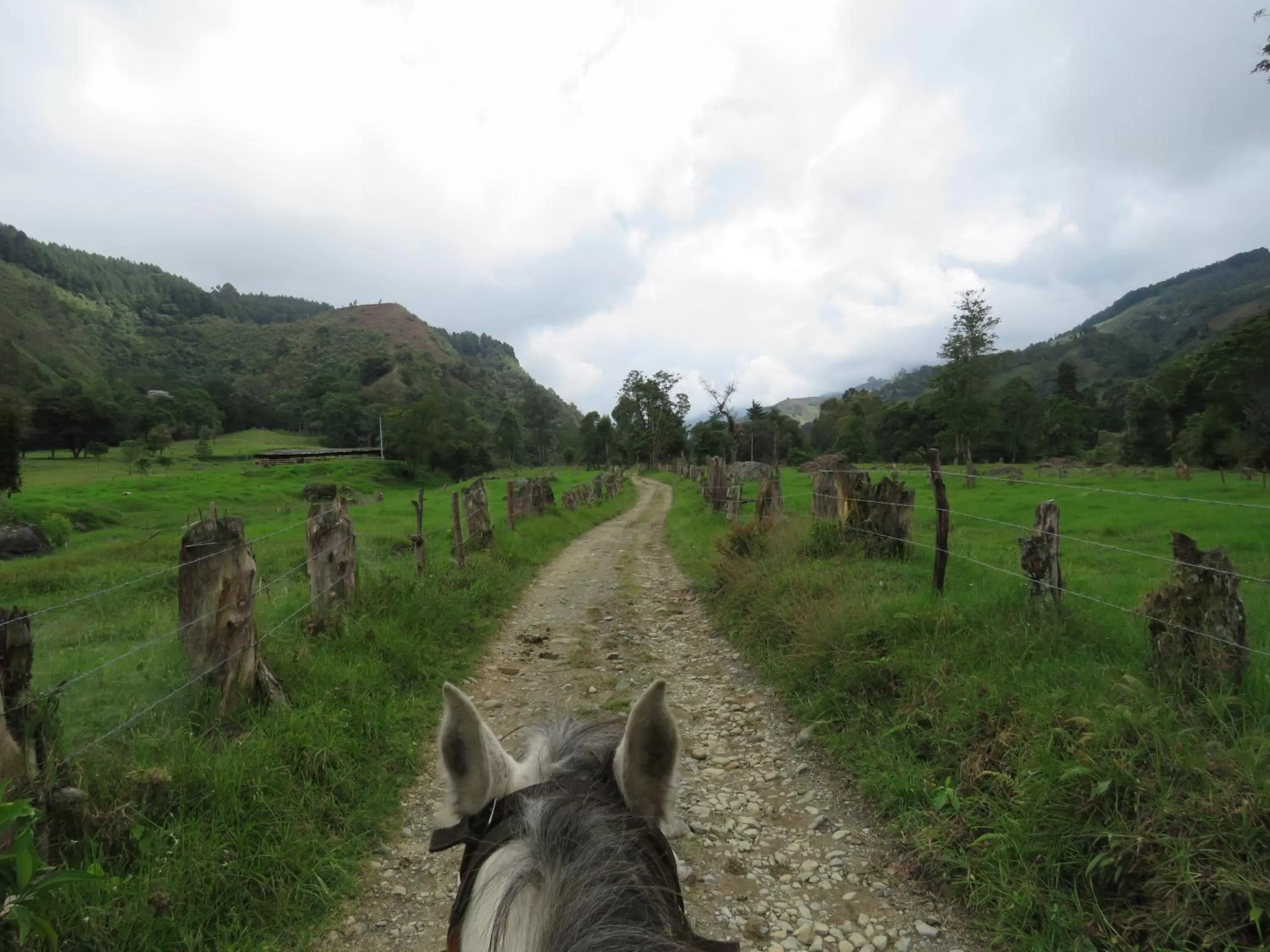 Natural landscape, Other Animals in La Cabaña Ecohotel - Valle del Cocora