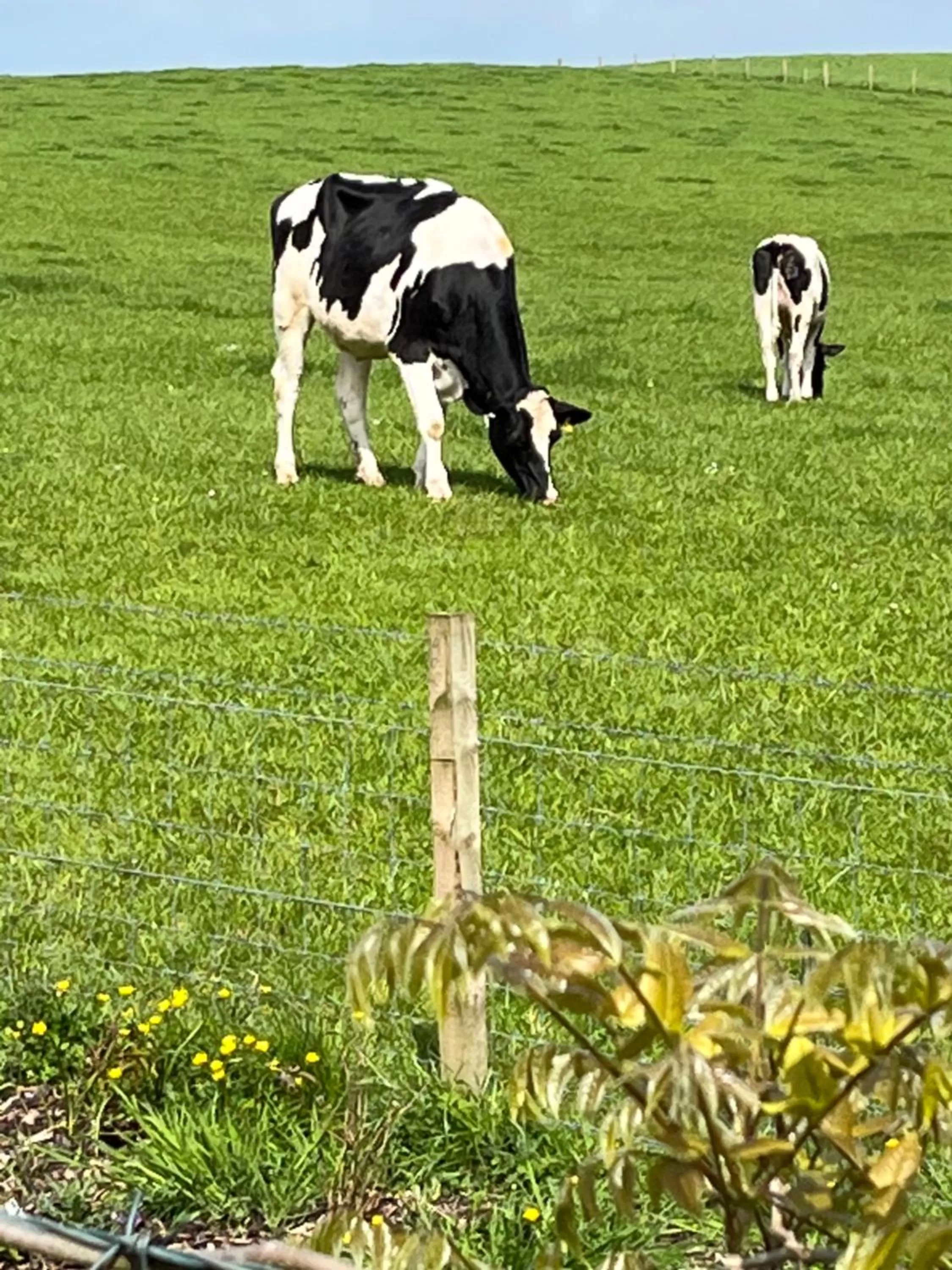 Animals in Retreat at The Knowe Auchincruive Estate