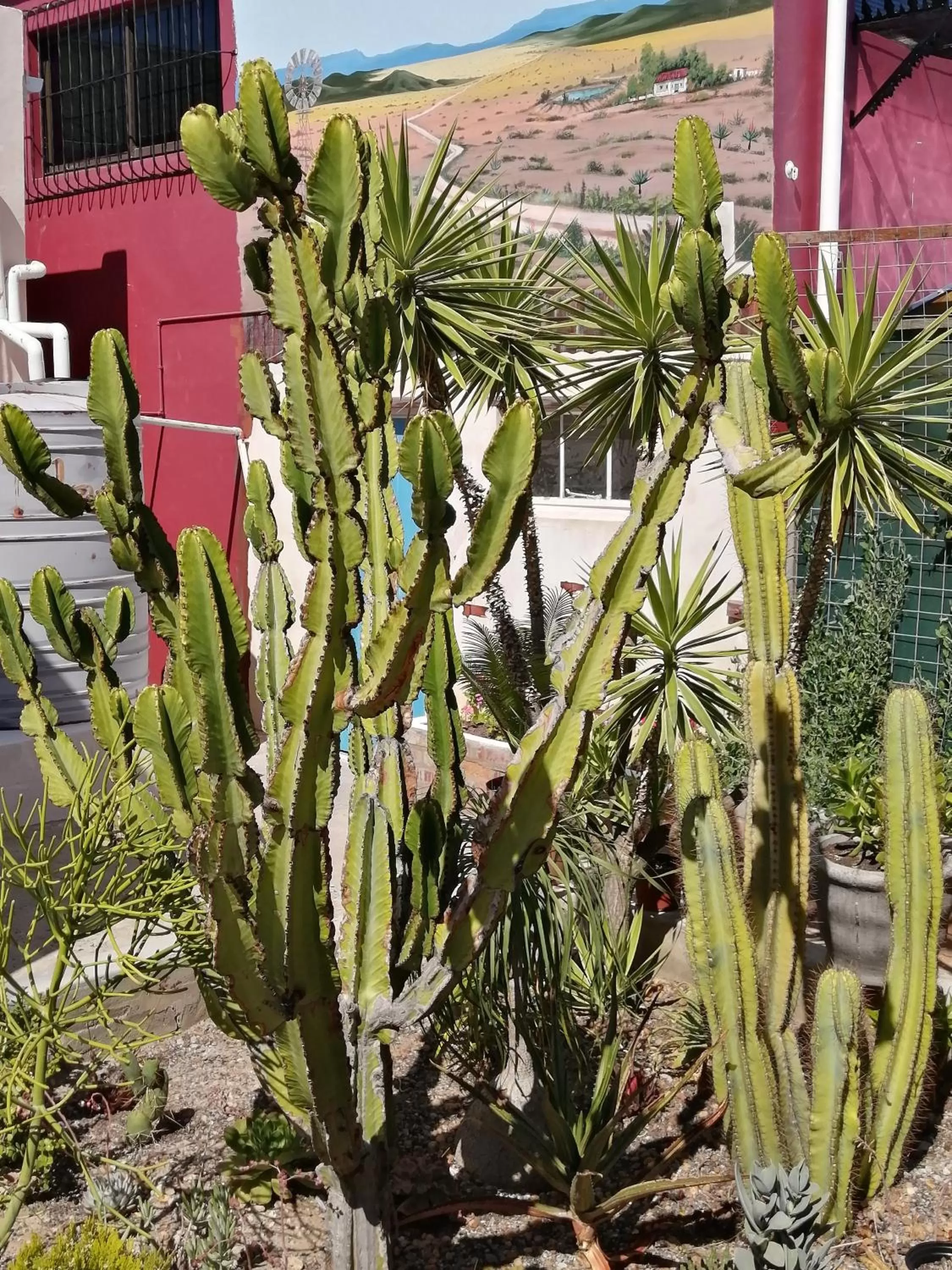 Garden in Squirrels Corner