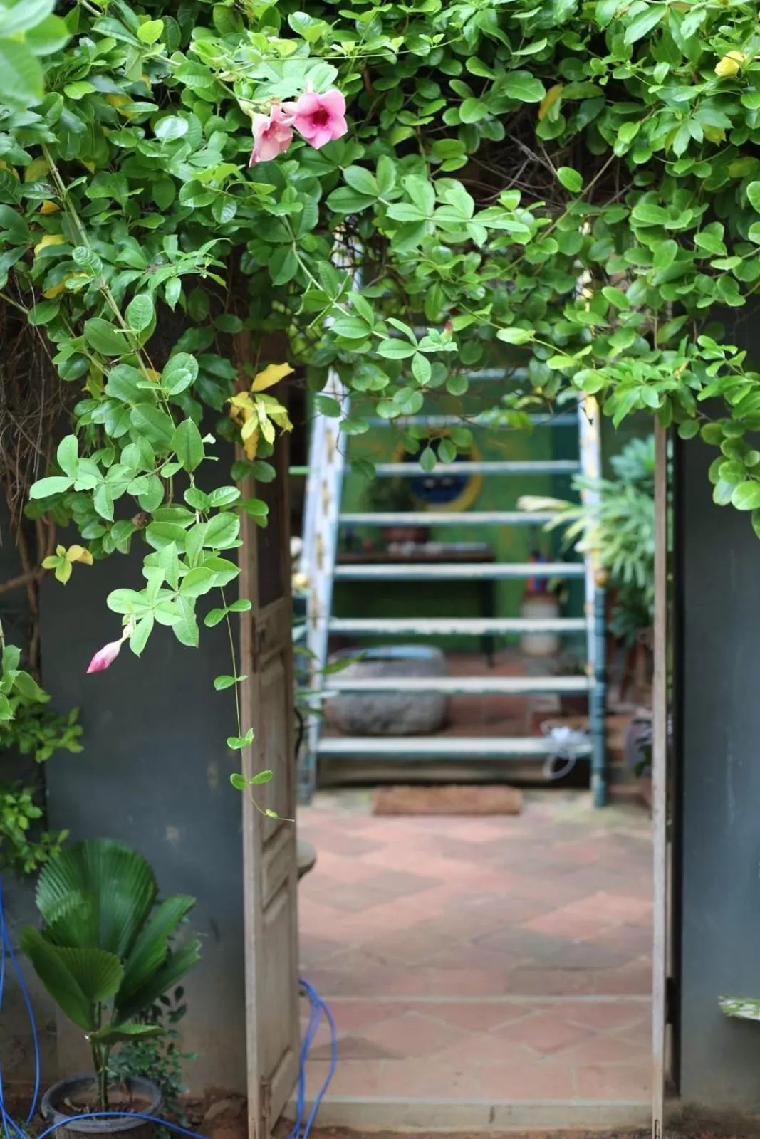 Garden view in Green's Guest House