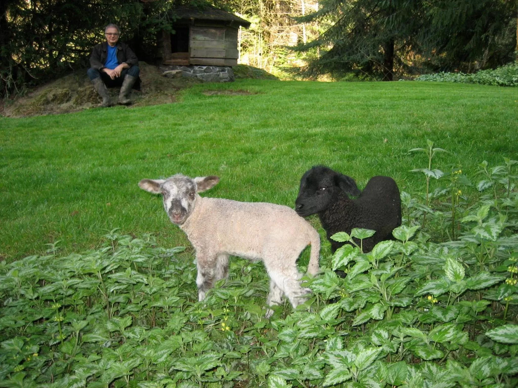 Pets in Misty Meadows B and B