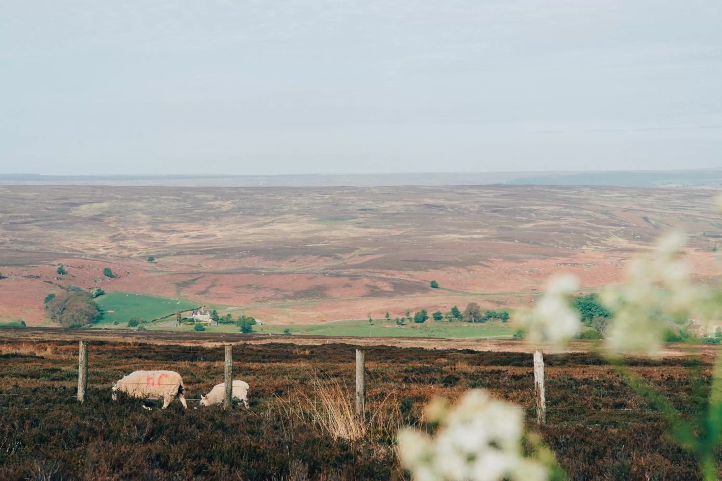 Natural landscape in Raithwaite Sandsend